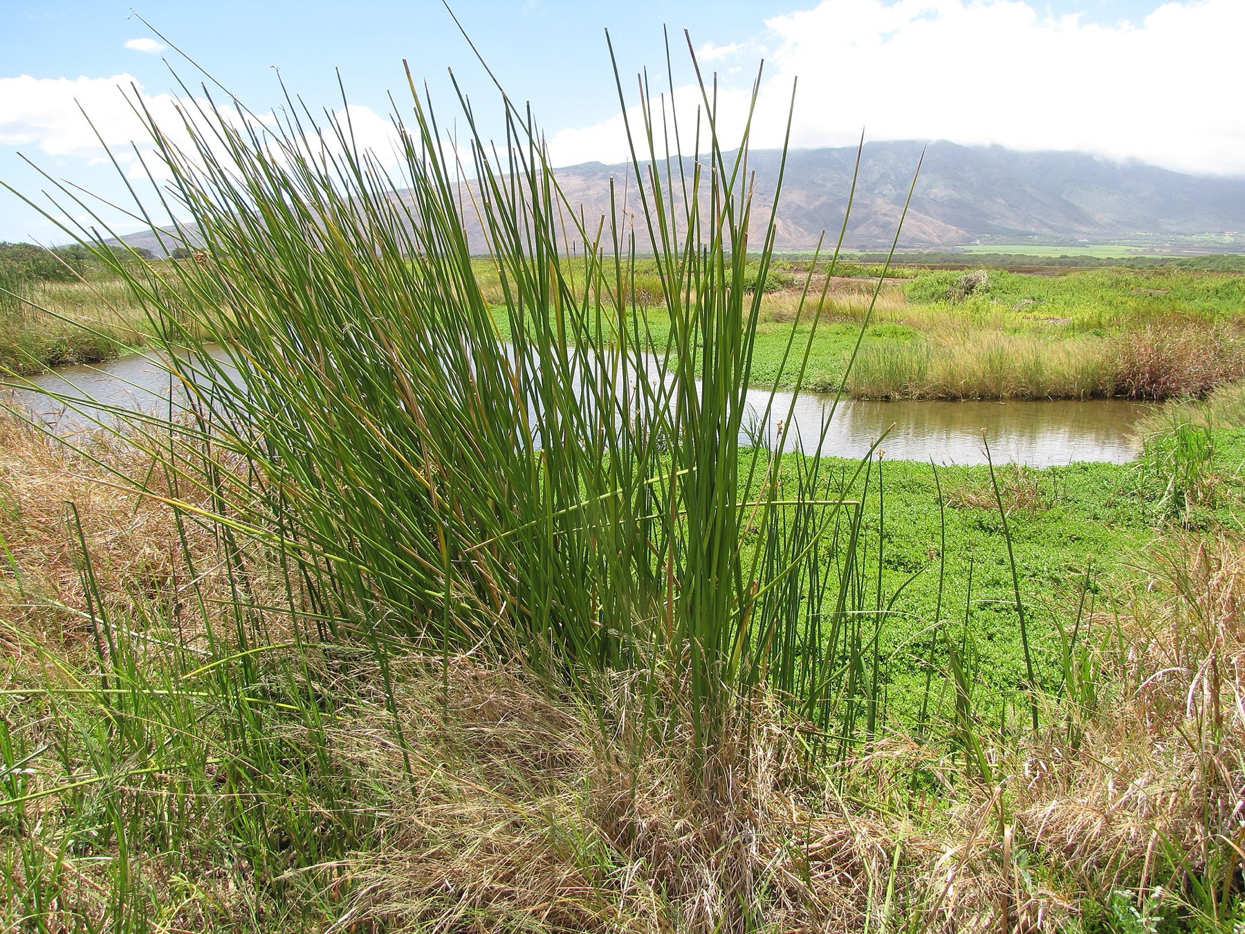 California Bulrush — photo 3