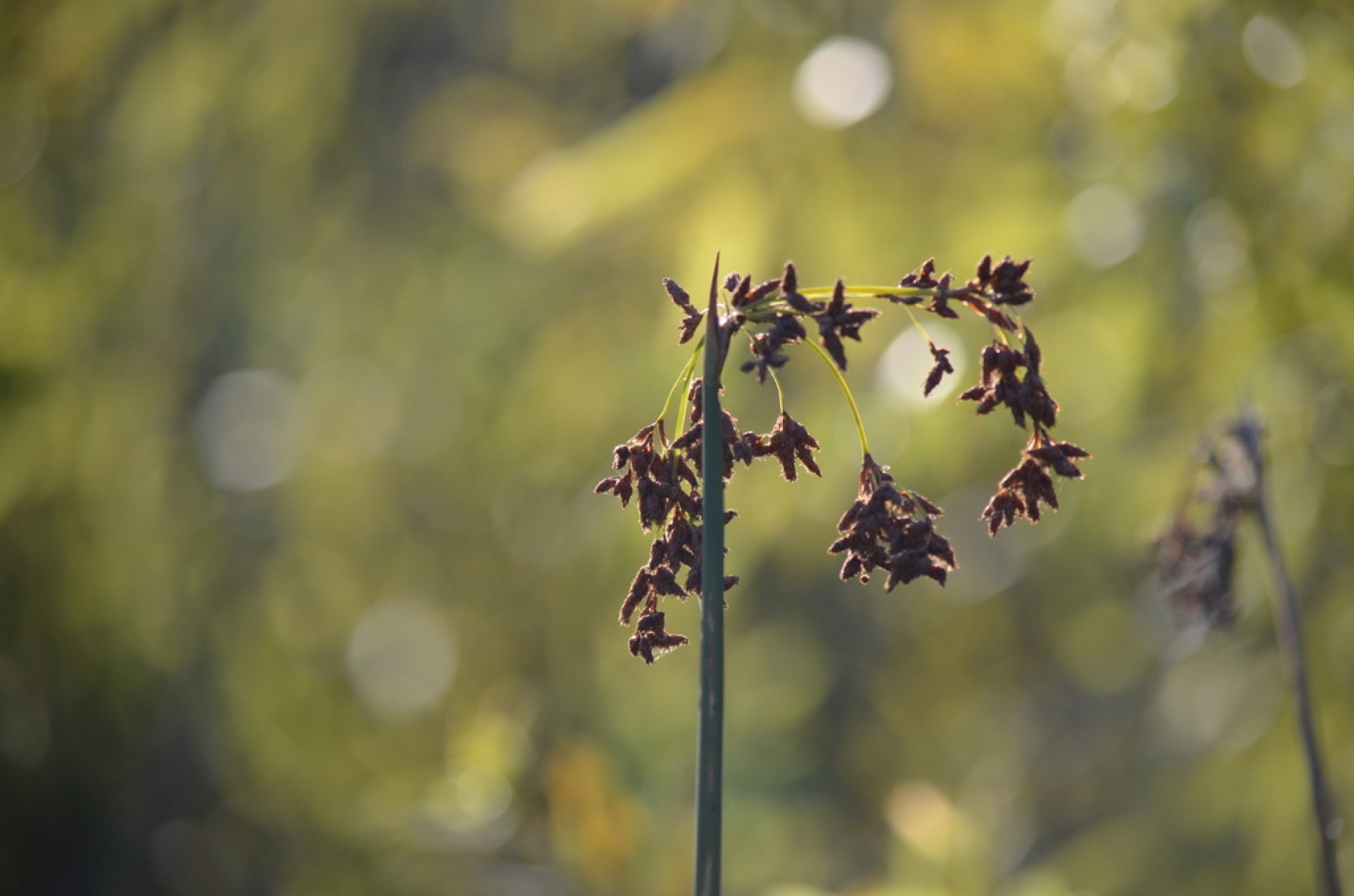 California Bulrush — photo 4