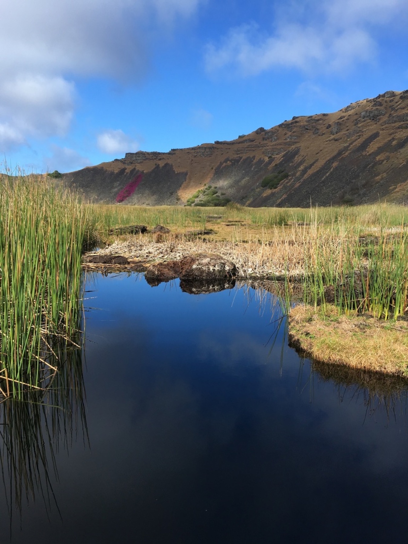 California Bulrush — photo 5