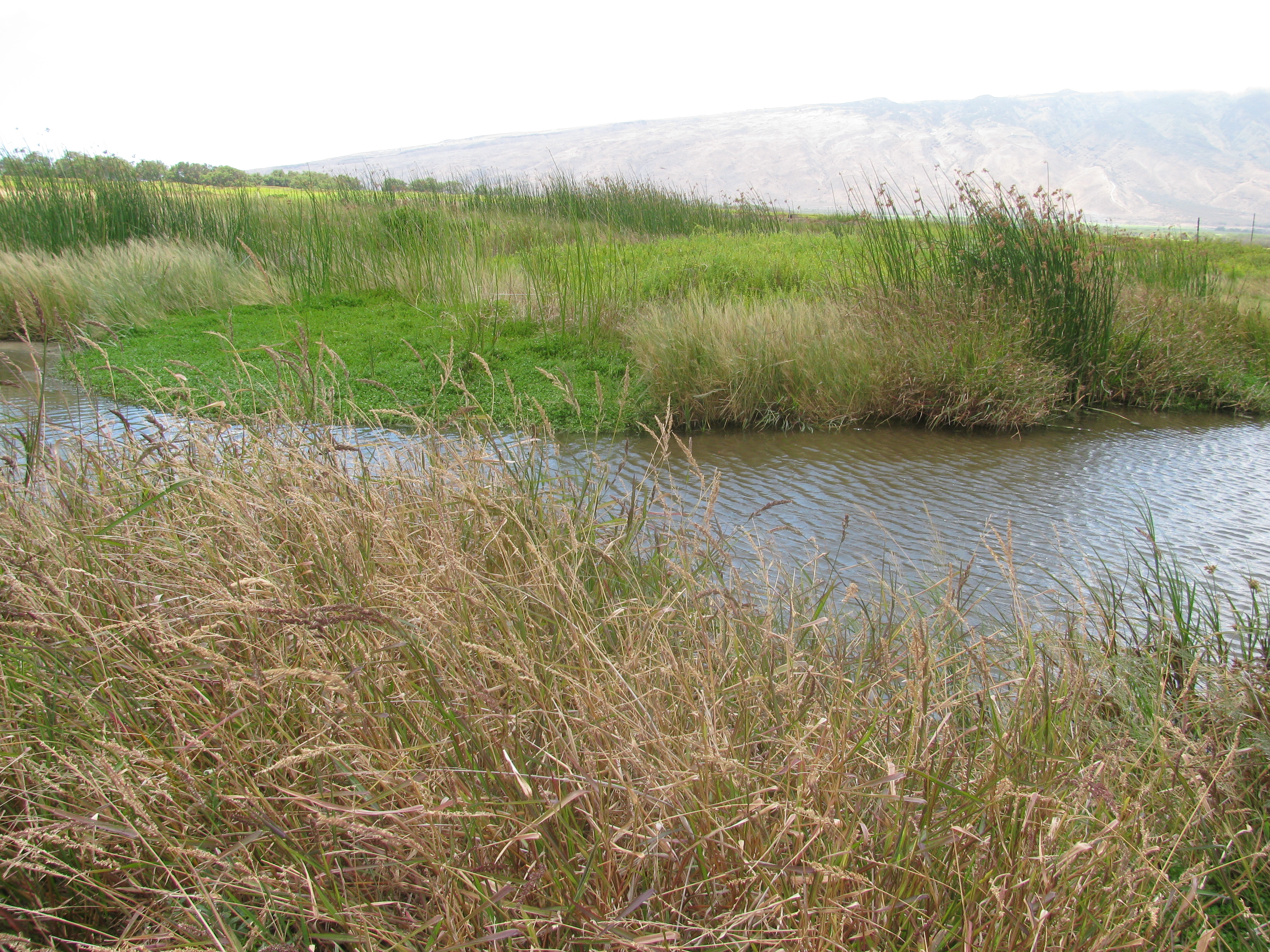 California Bulrush — photo 24