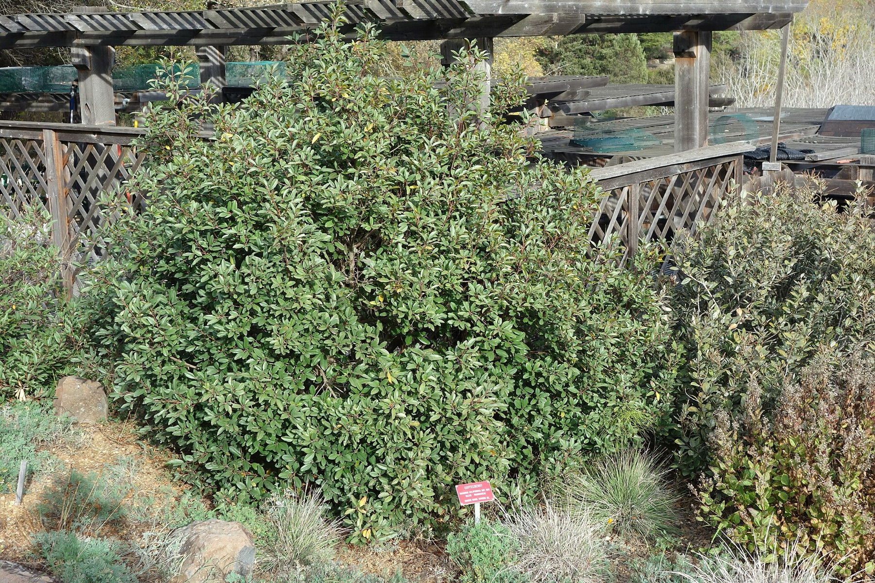 California Coffeeberry — photo 6