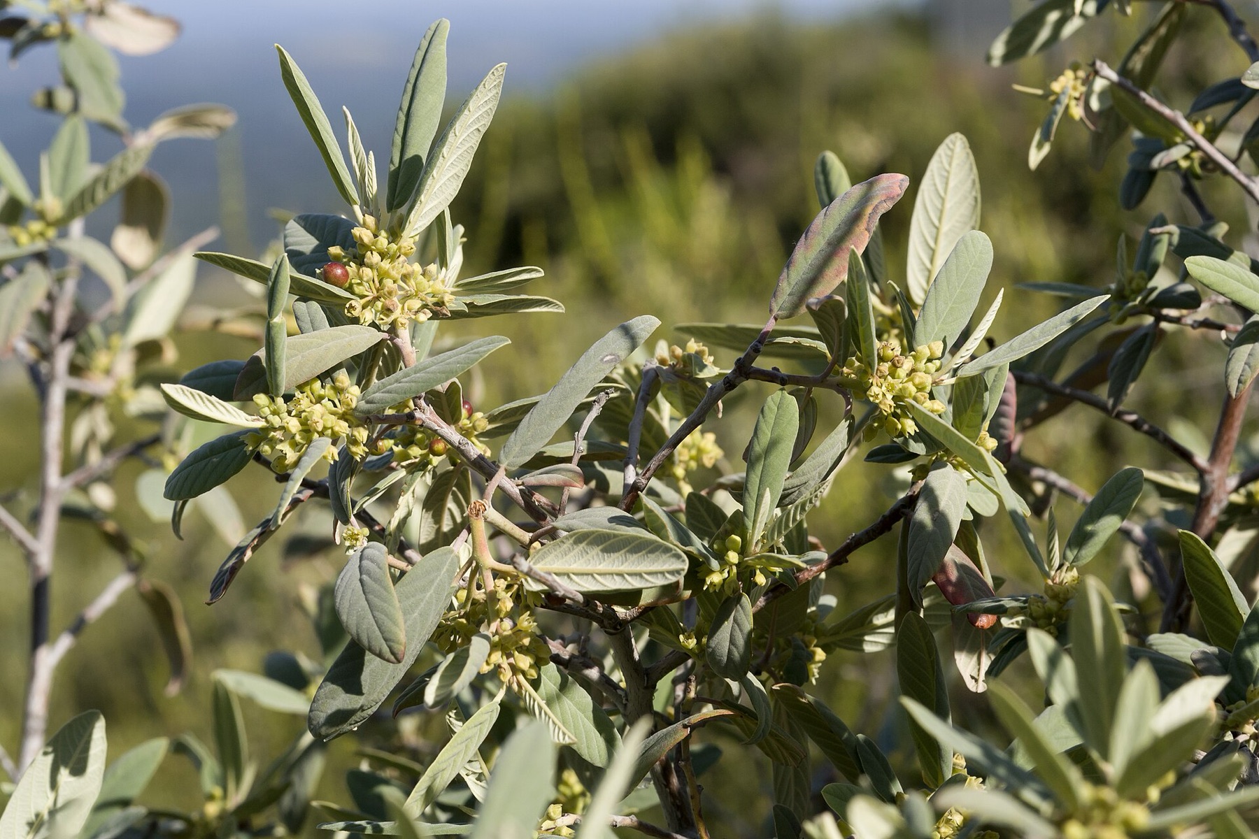 California Coffeeberry — photo 8