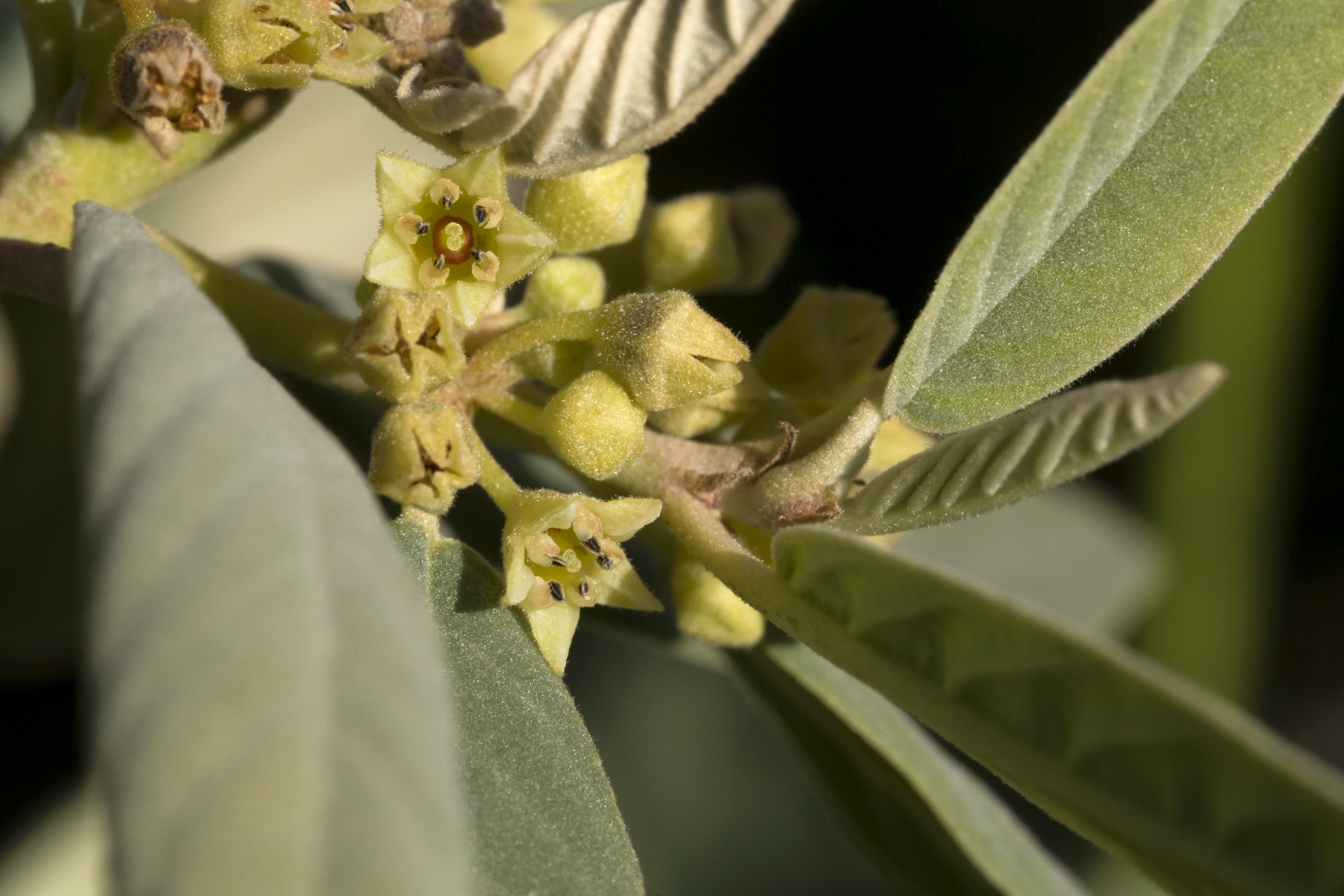 California Coffeeberry — photo 9
