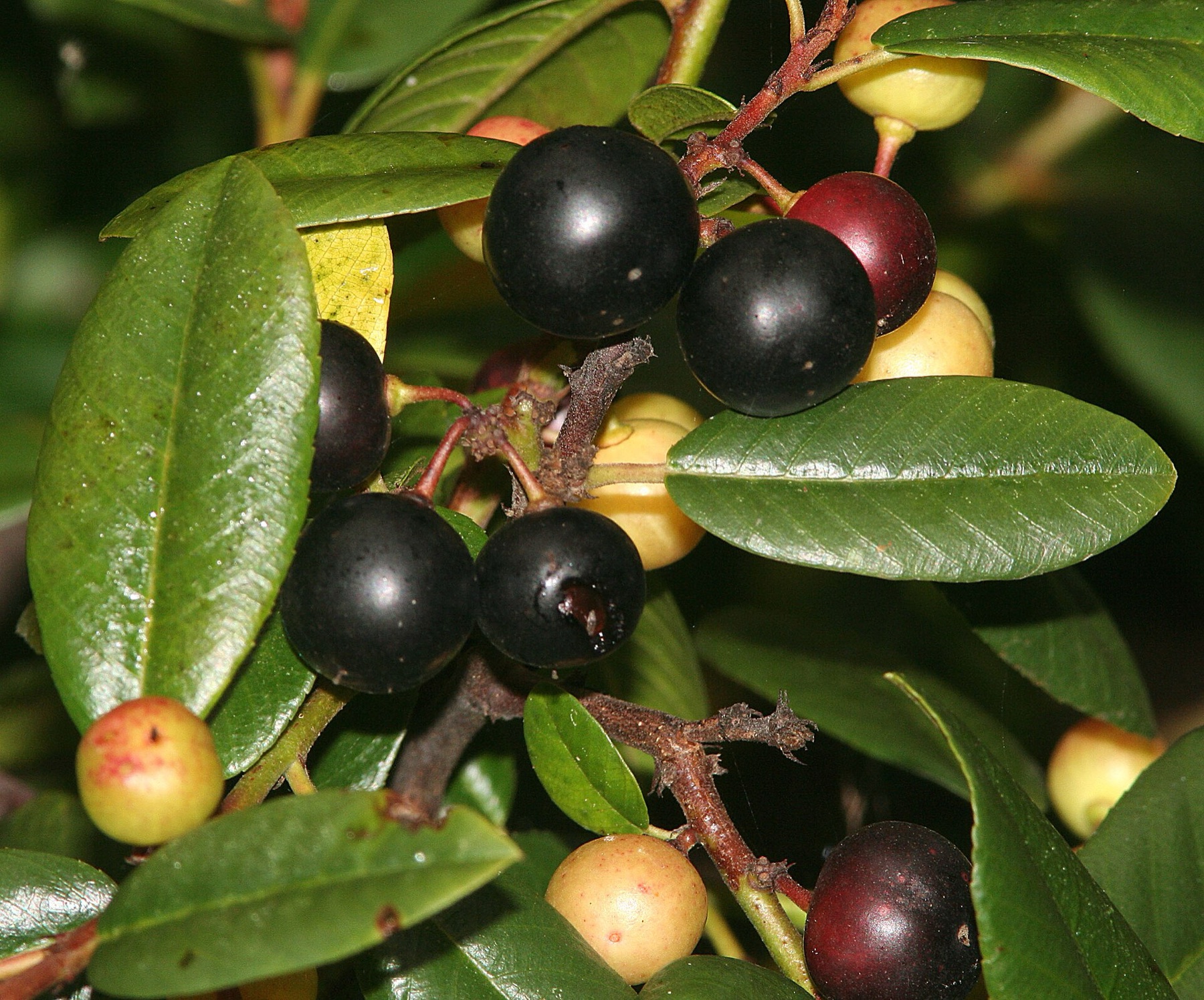 California Coffeeberry — photo 10