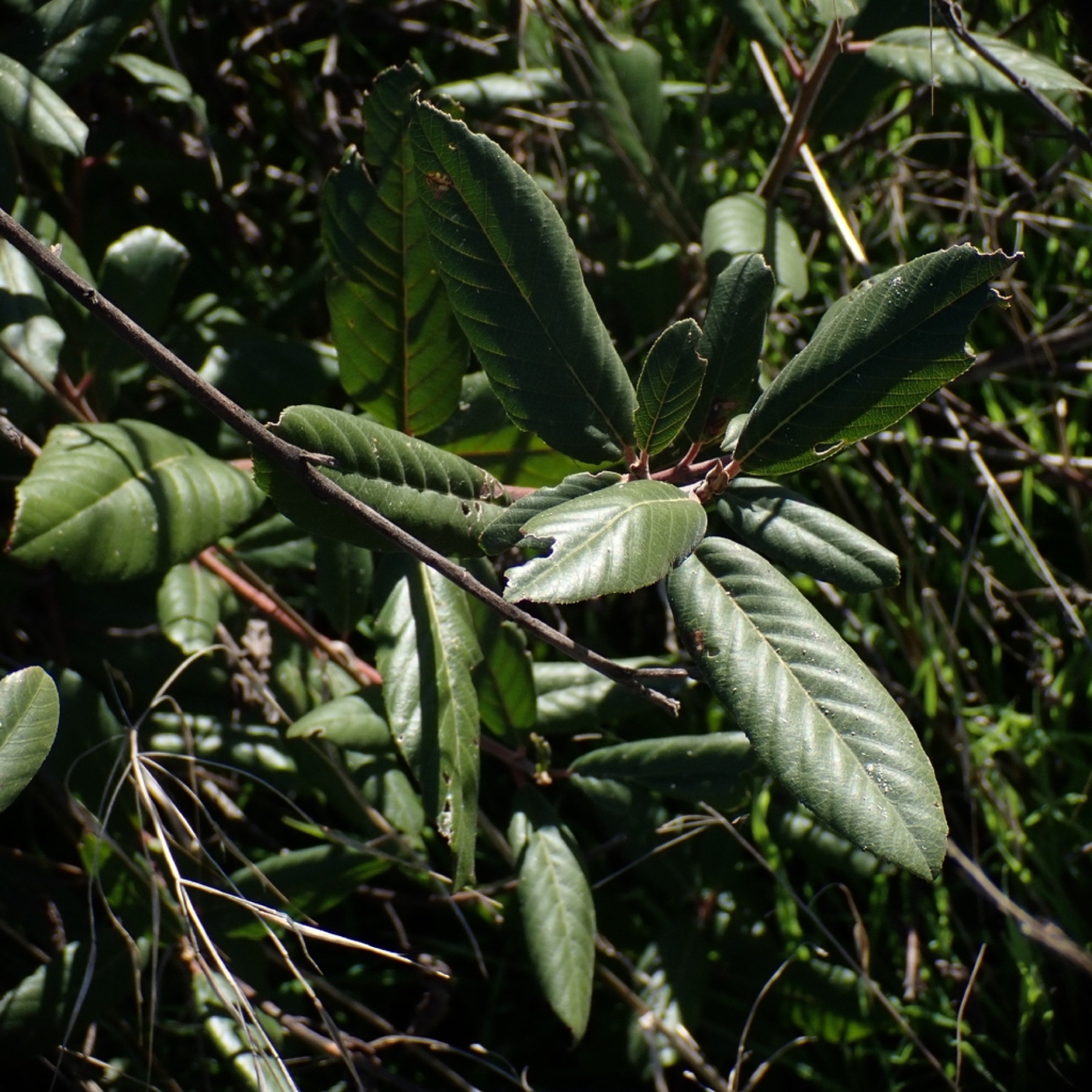 California Coffeeberry — photo 11