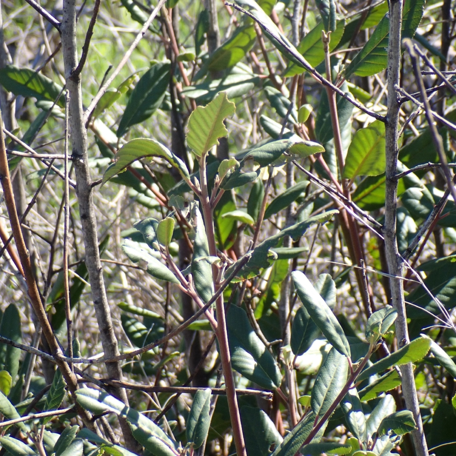 California Coffeeberry — photo 12