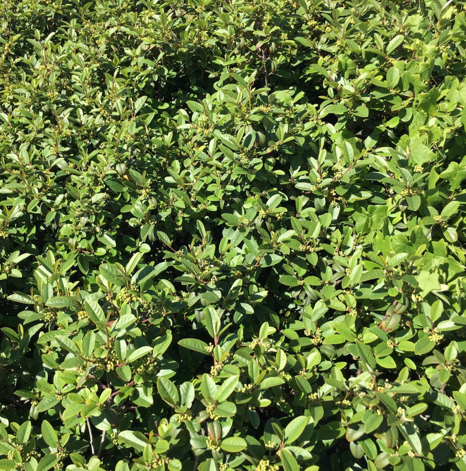 California Coffeeberry — photo 13