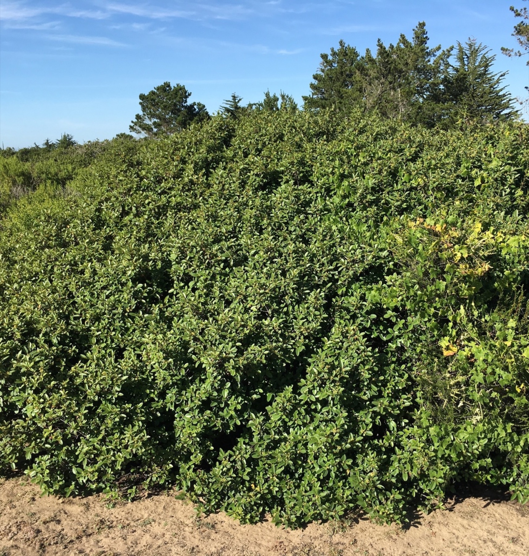 California Coffeeberry — photo 14