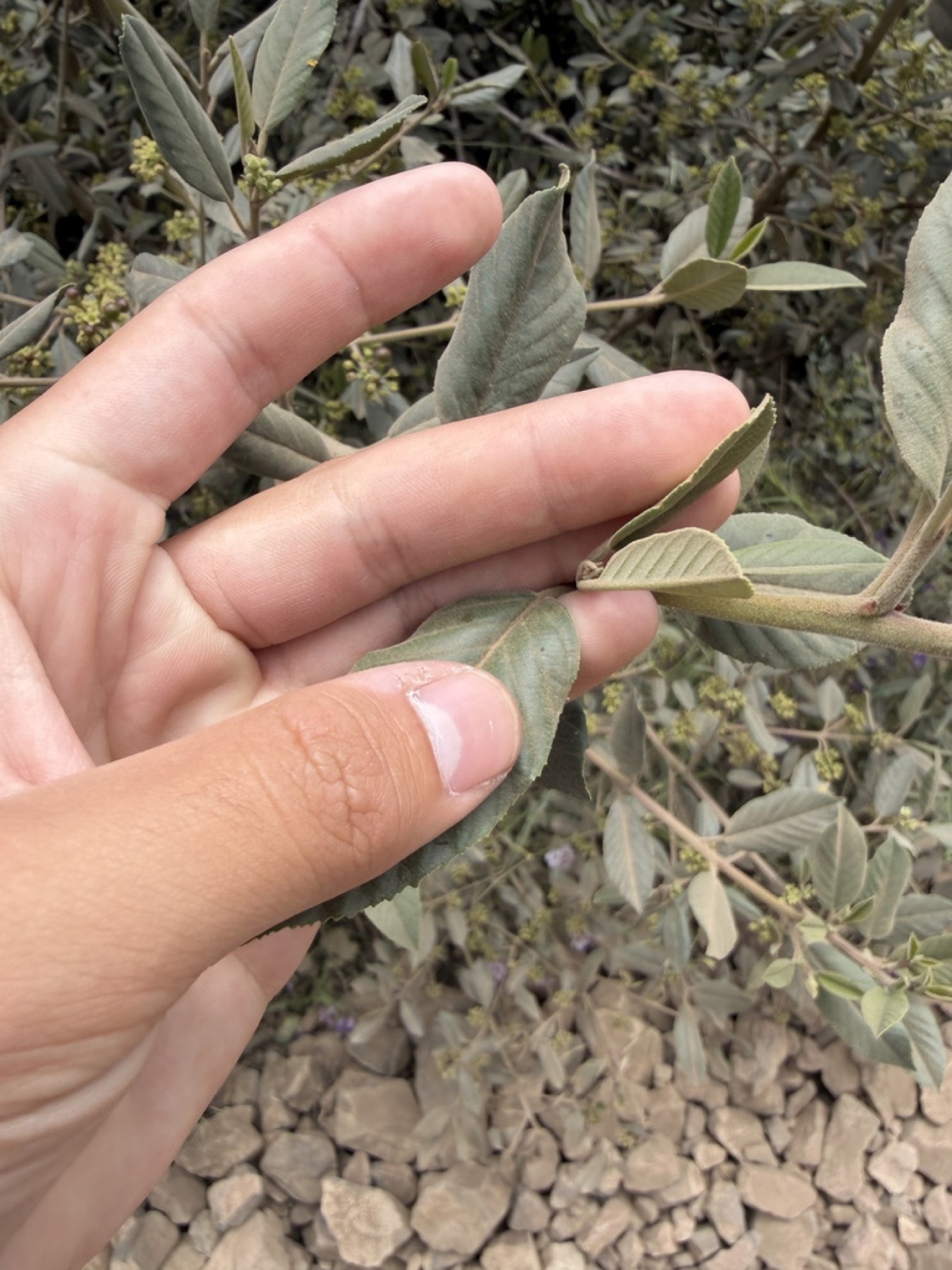 California Coffeeberry — photo 15