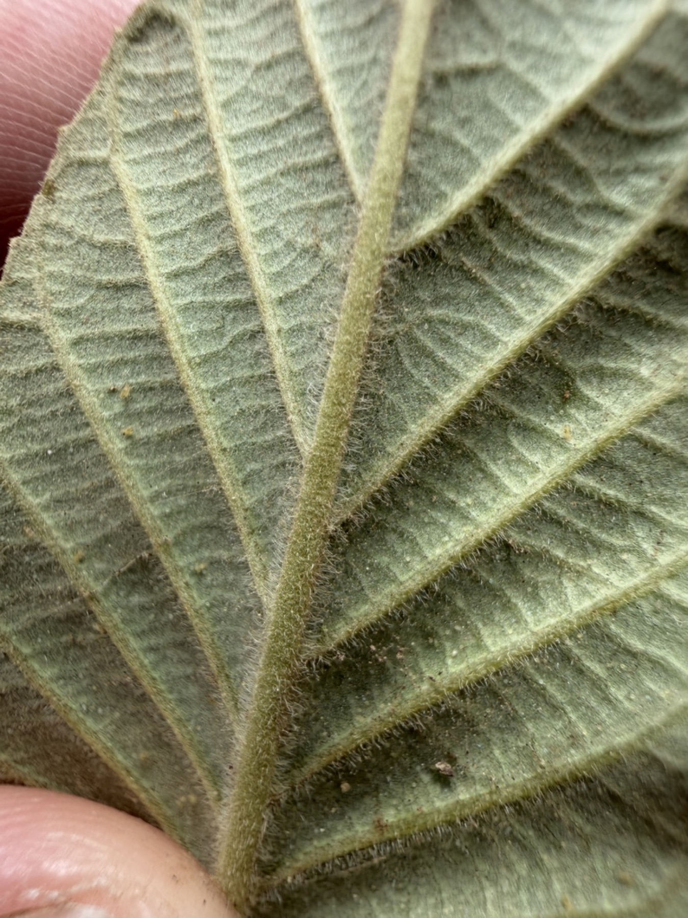 California Coffeeberry — photo 16
