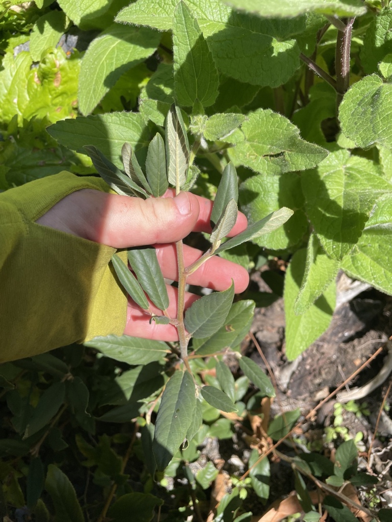 California Coffeeberry — photo 17