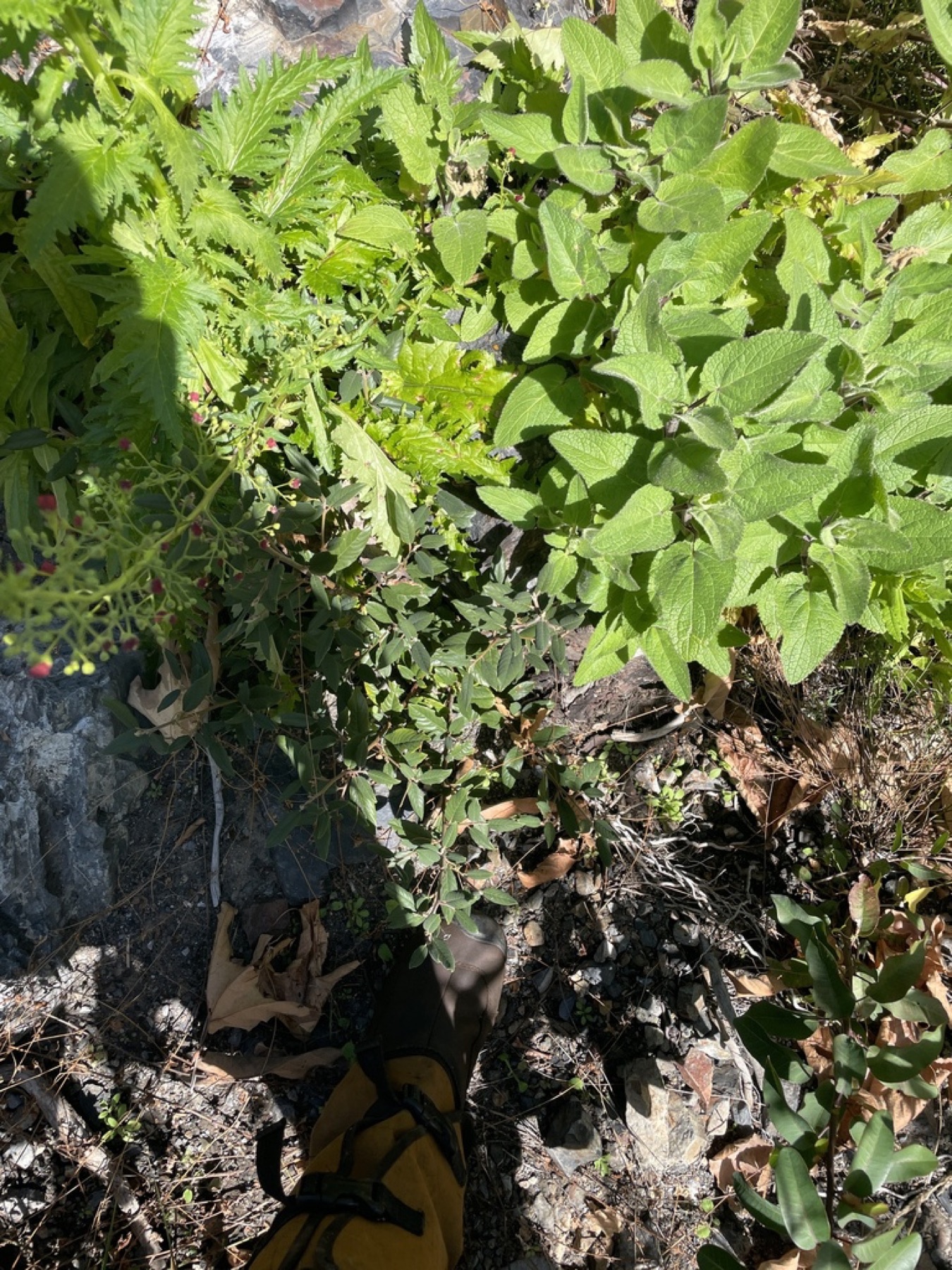 California Coffeeberry — photo 18