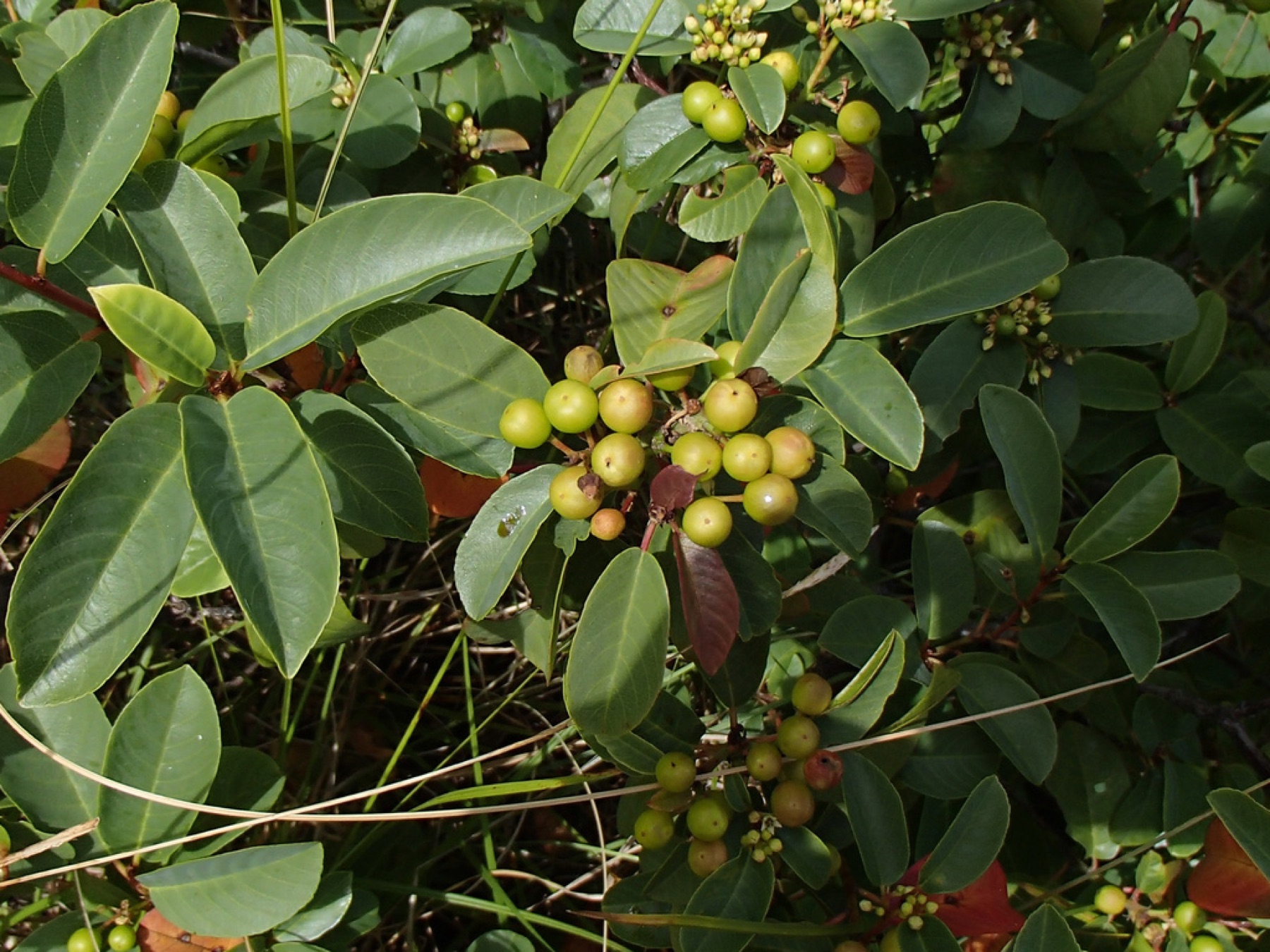 California Coffeeberry — photo 19
