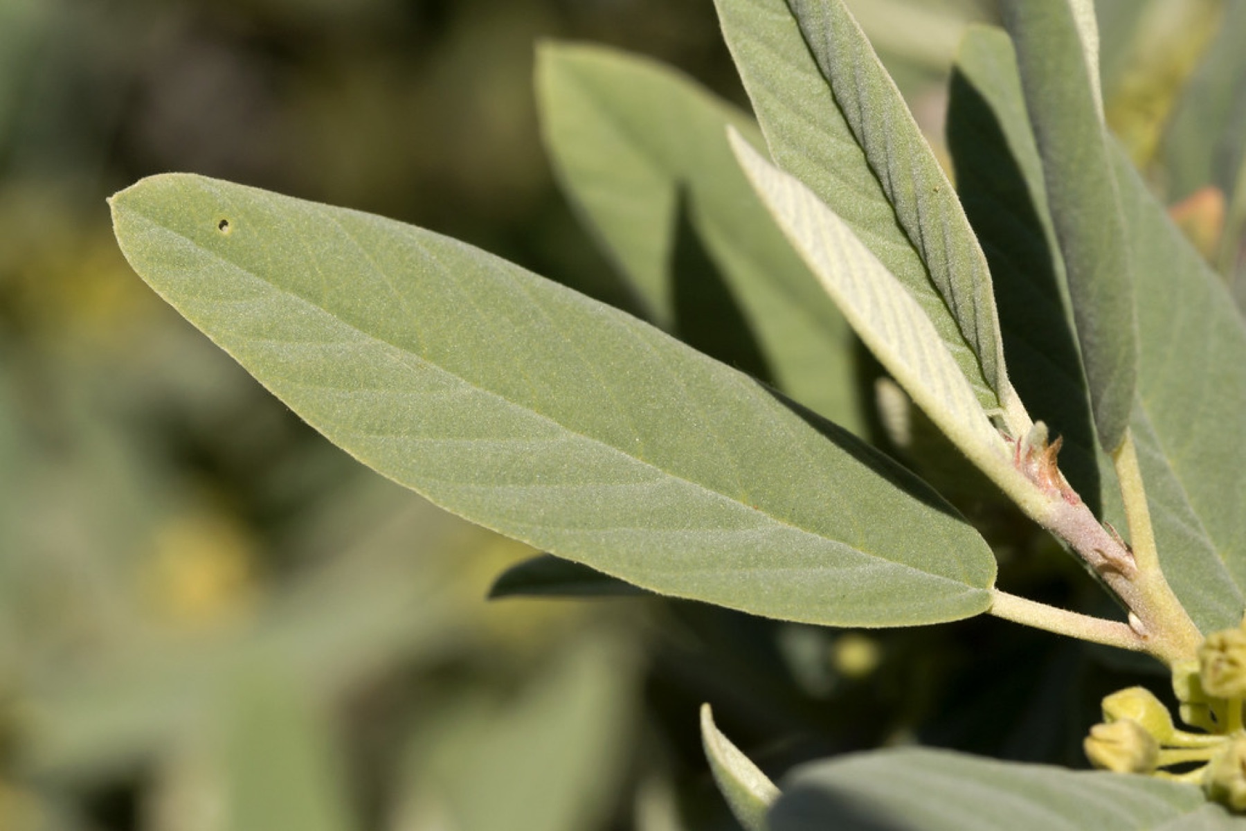 California Coffeeberry — photo 21