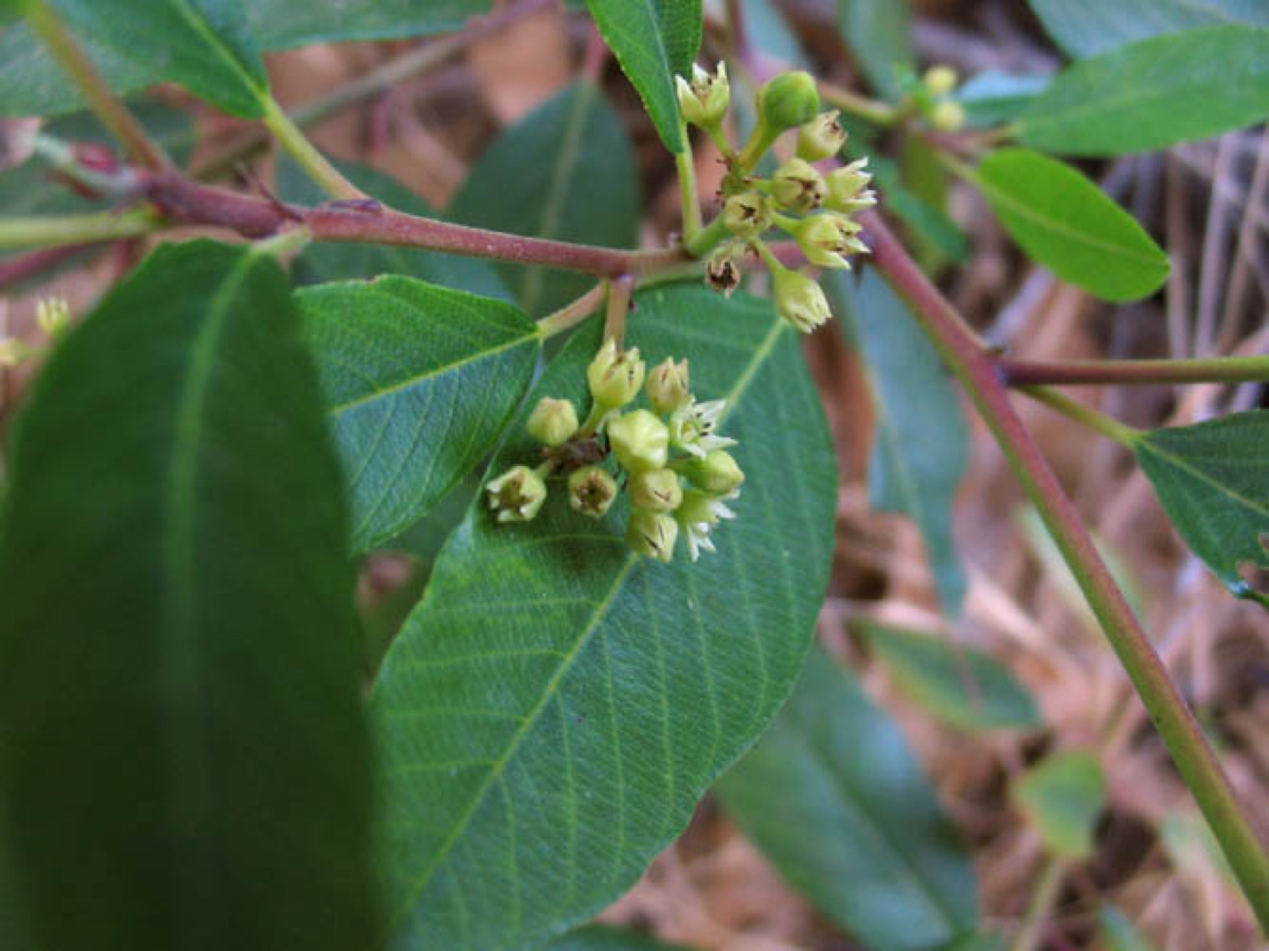 California Coffeeberry — photo 22
