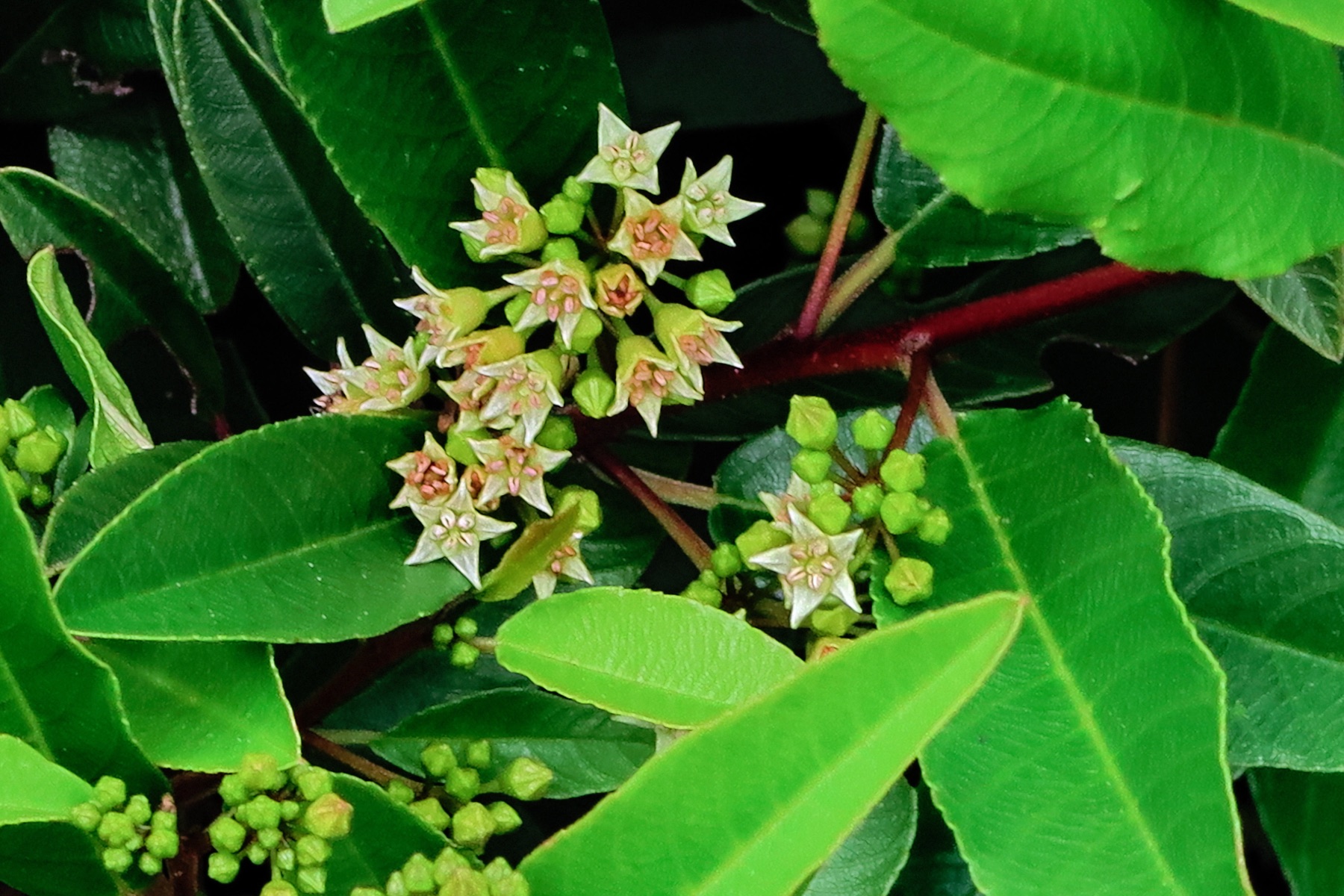 California Coffeeberry — photo 23
