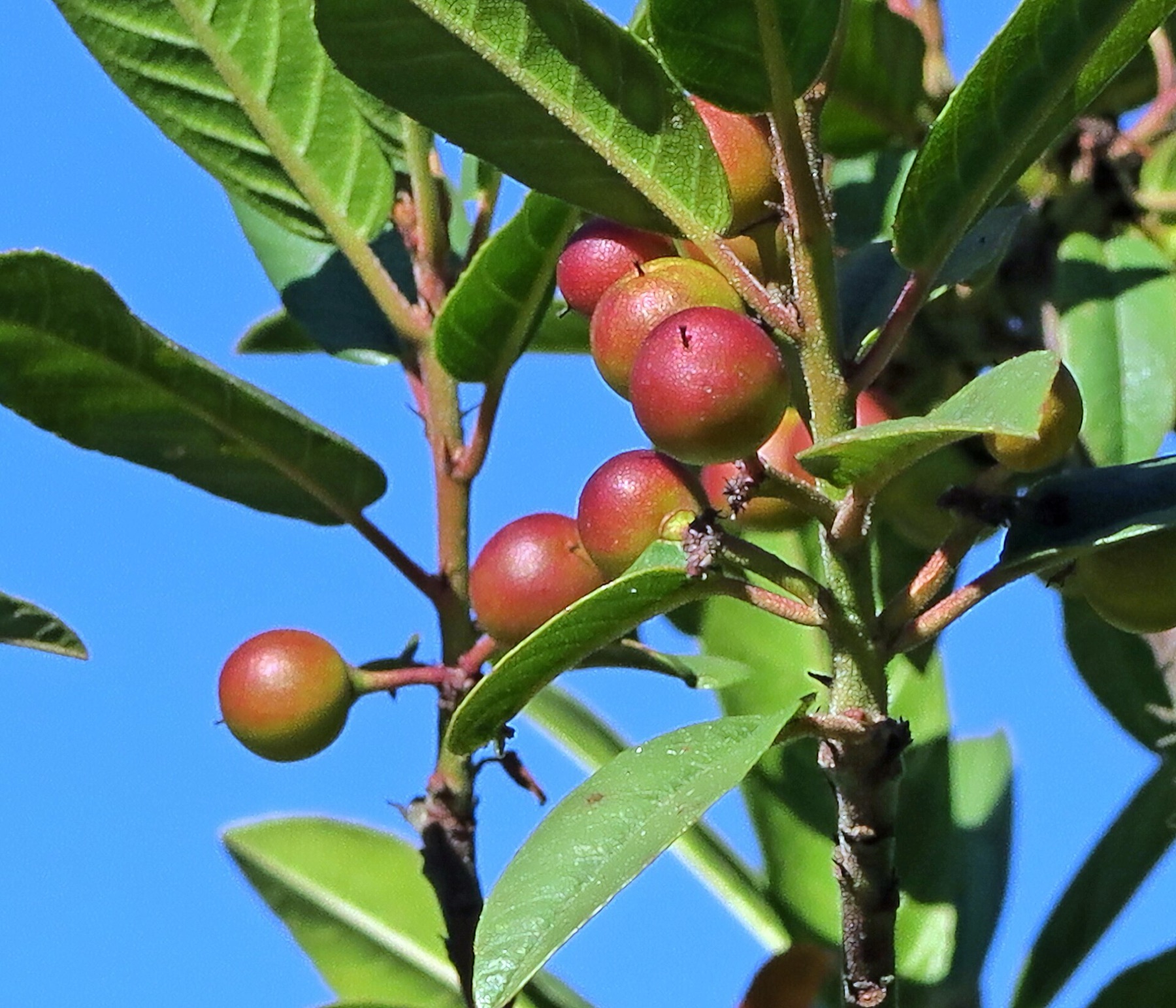 California Coffeeberry — photo 24