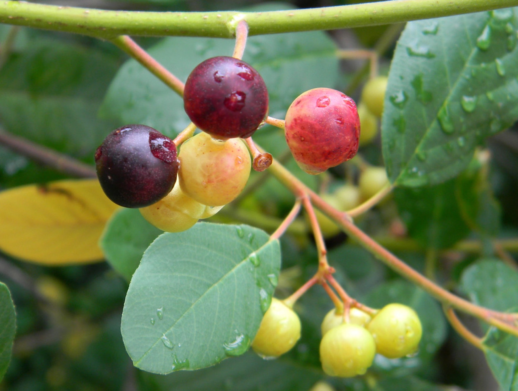 California Coffeeberry — photo 2