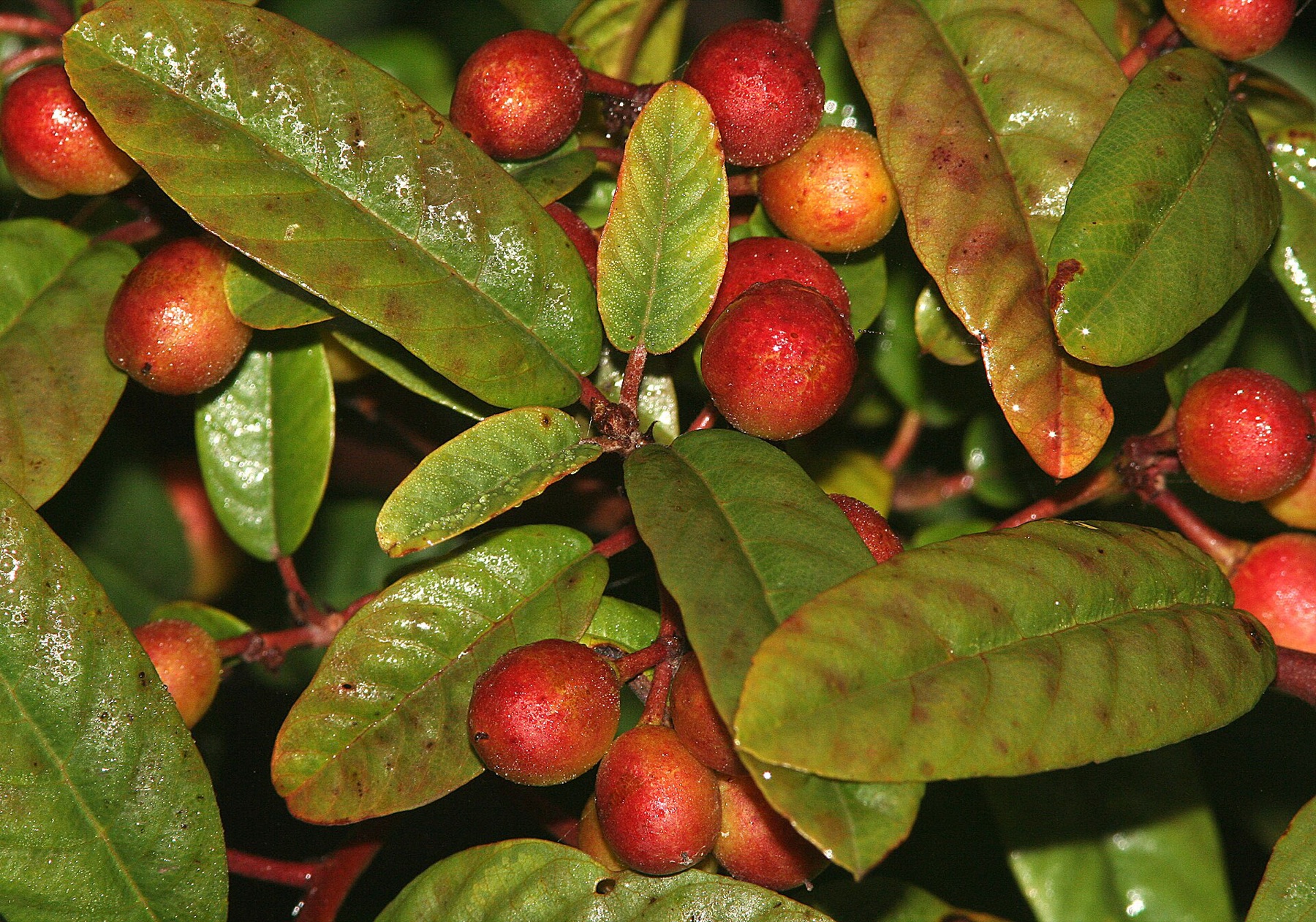California Coffeeberry — photo 3