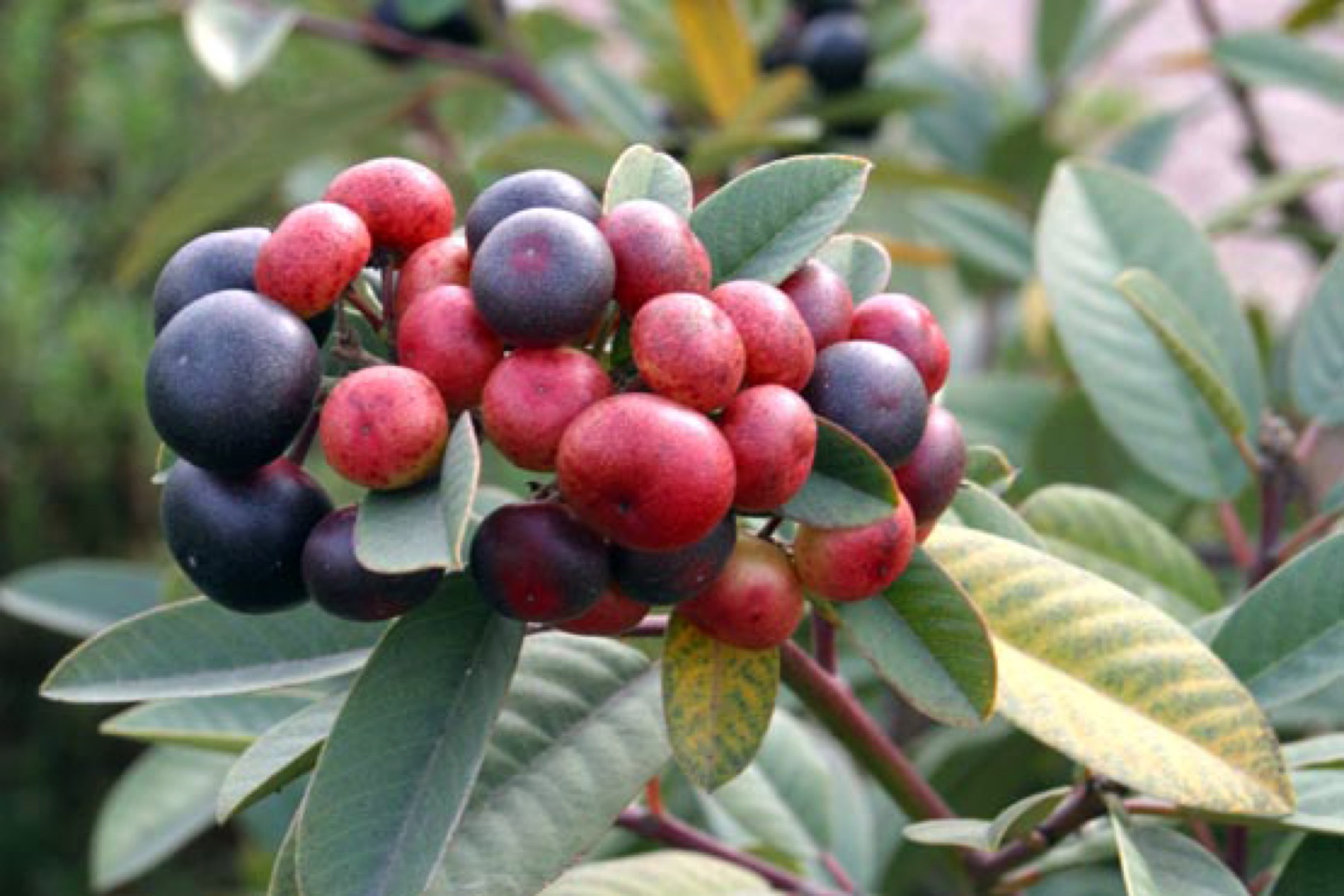 California Coffeeberry — photo 4