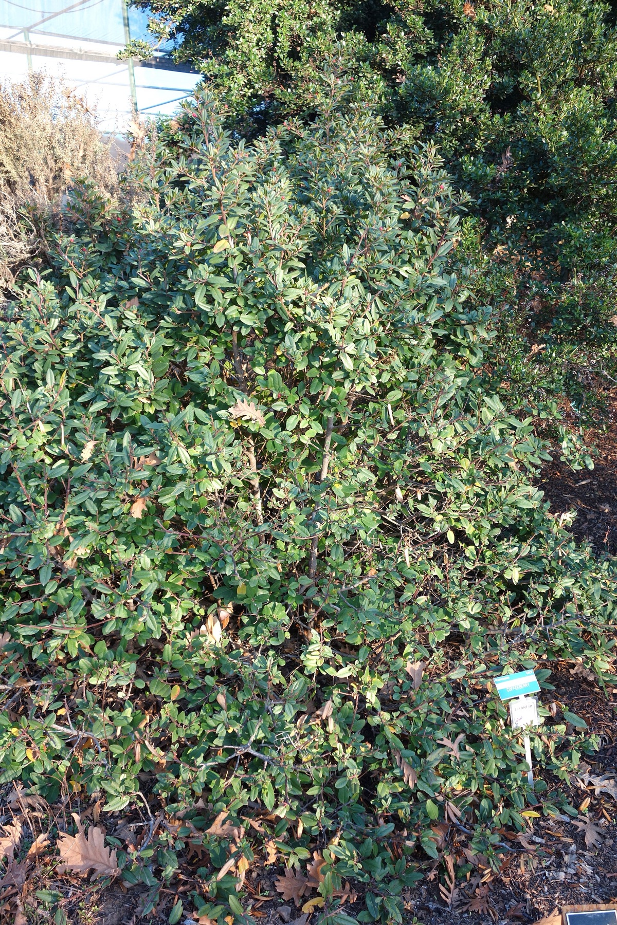 California Coffeeberry — photo 5