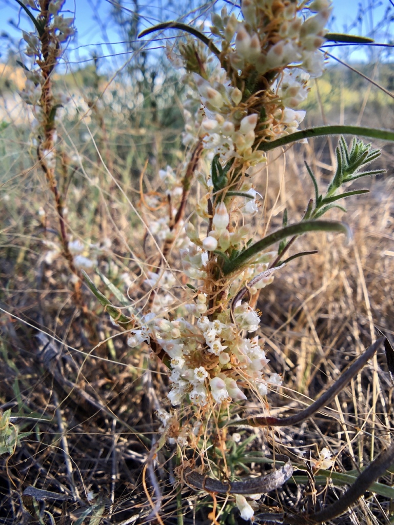 California Dodder — photo 6