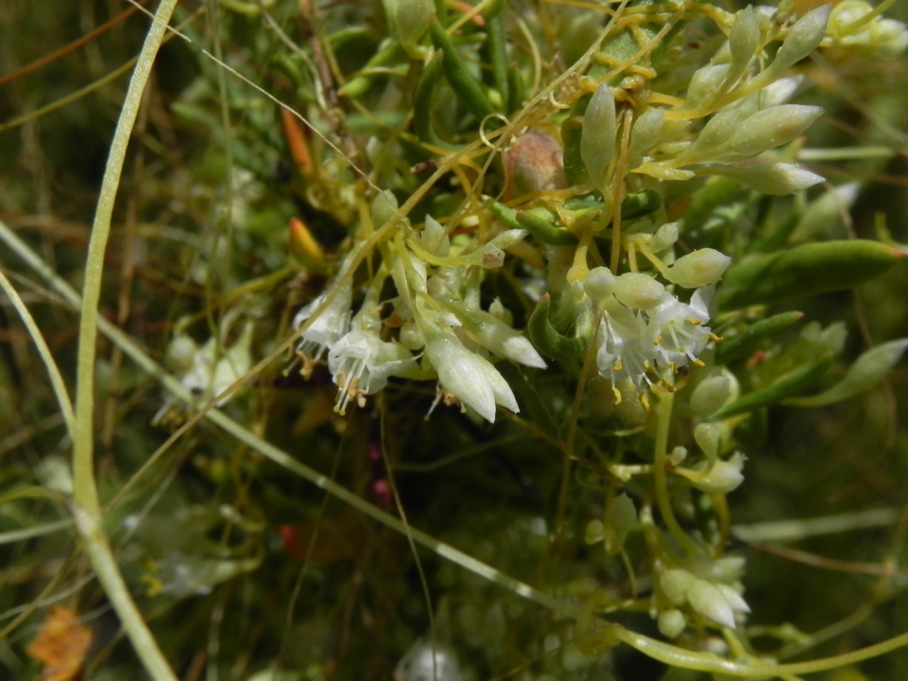 California Dodder — photo 7