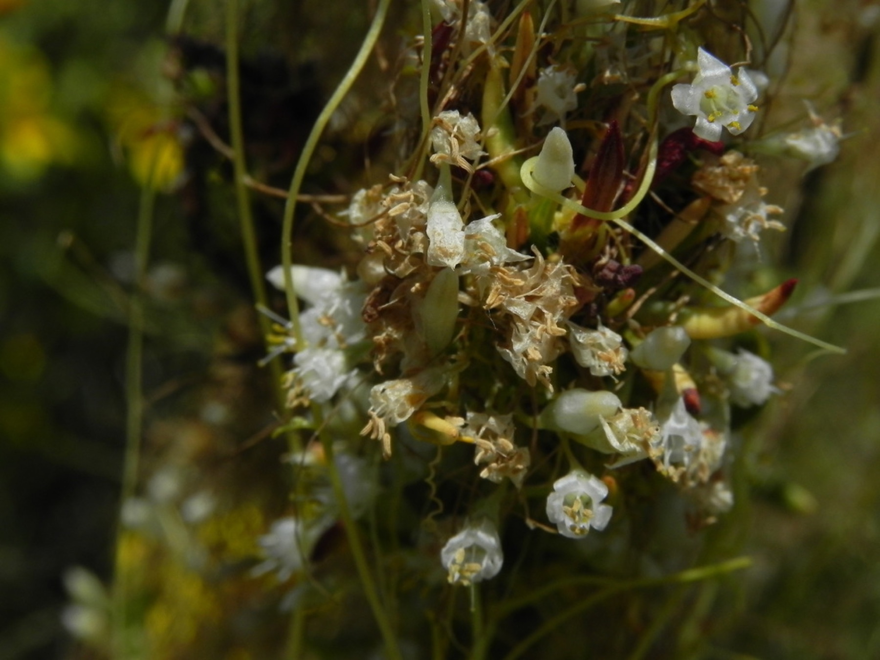 California Dodder — photo 8