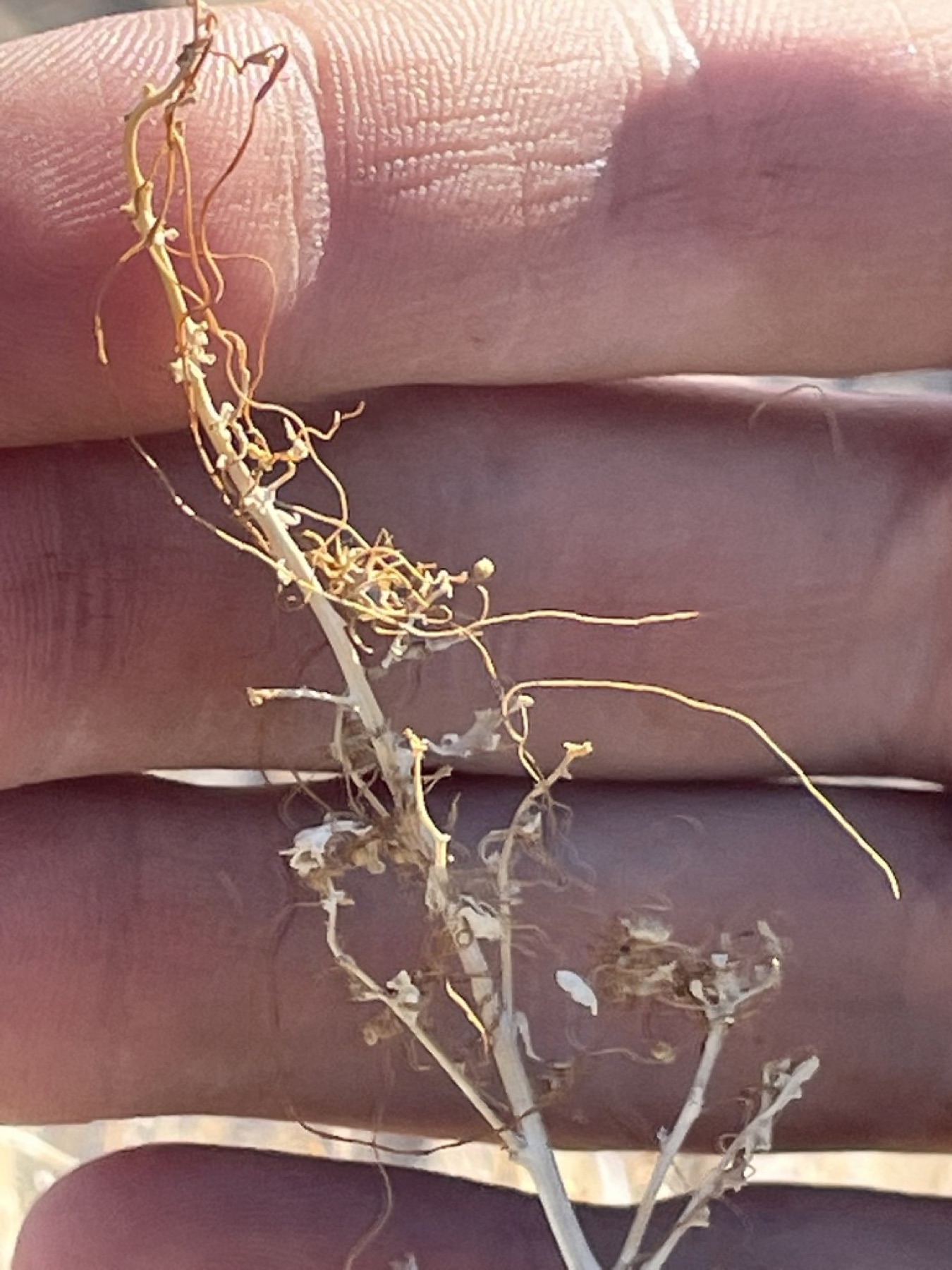 California Dodder — photo 9