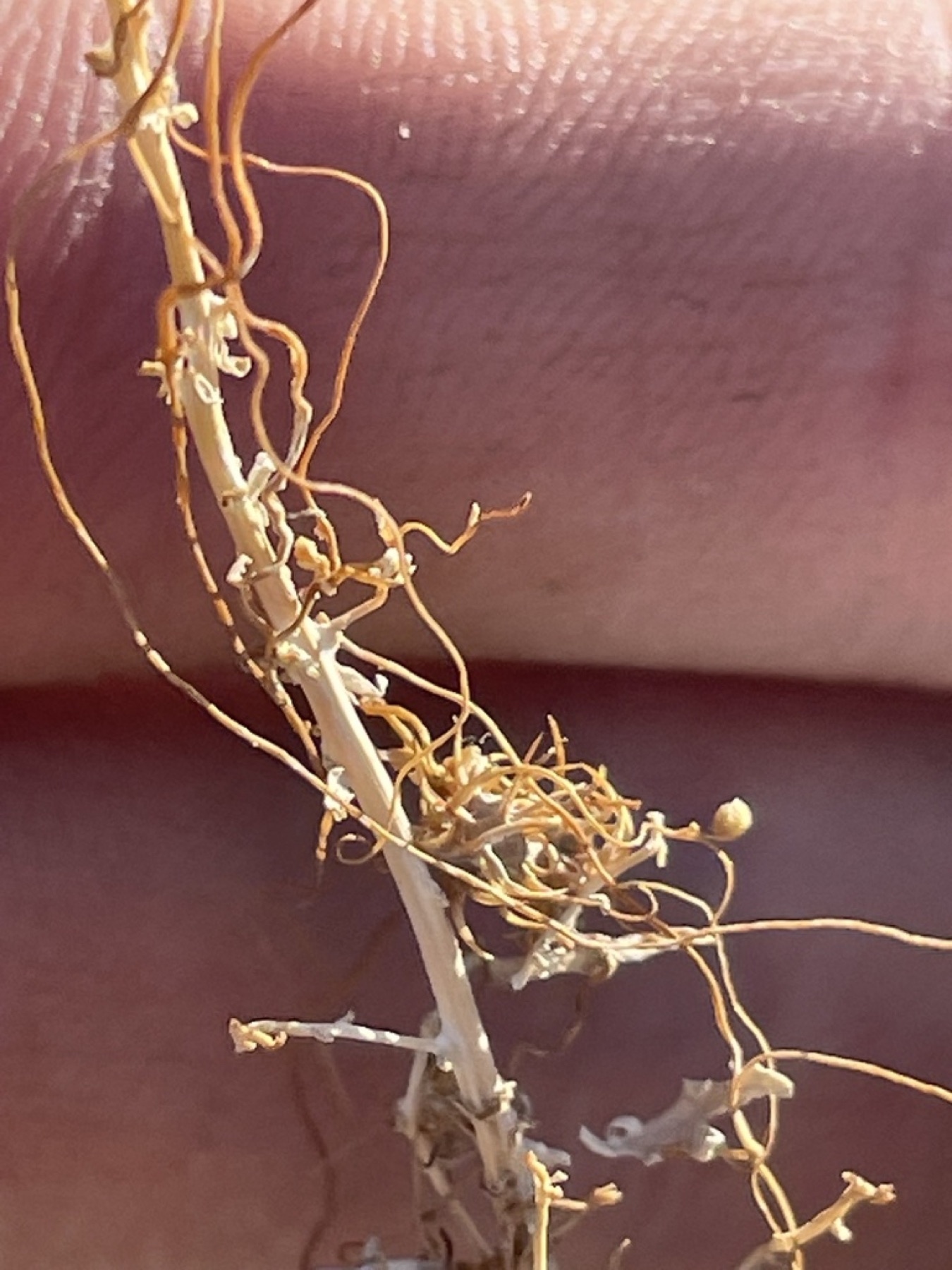 California Dodder — photo 10