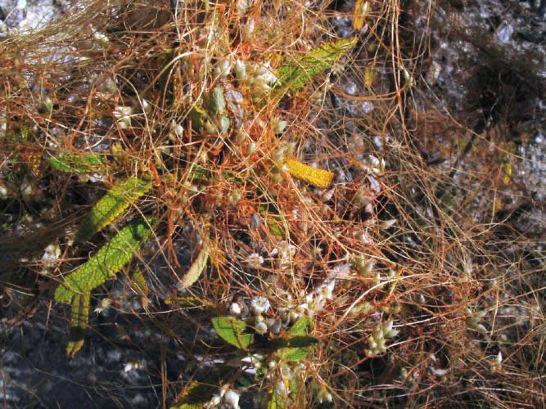 California Dodder — photo 11