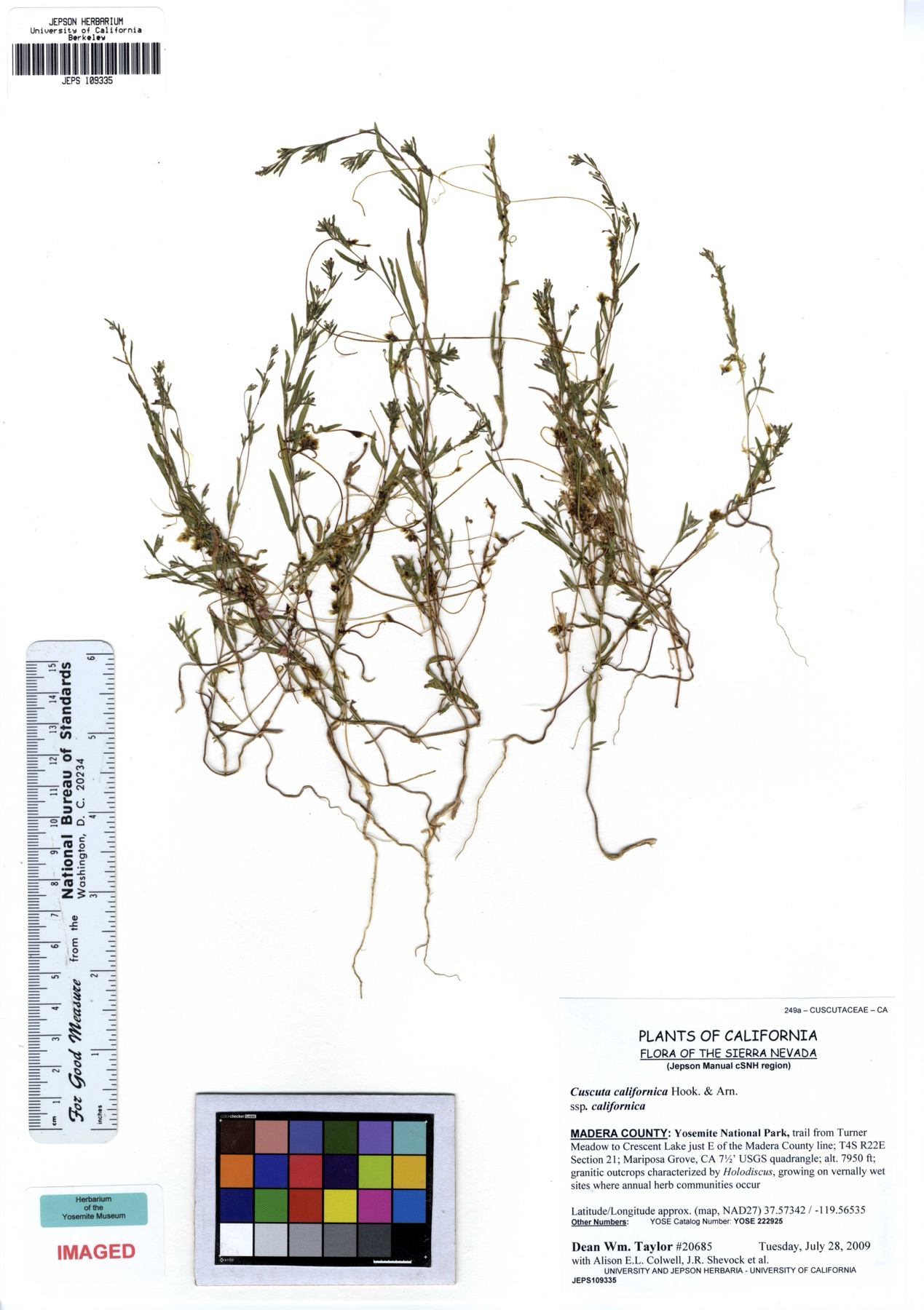 California Dodder — photo 12
