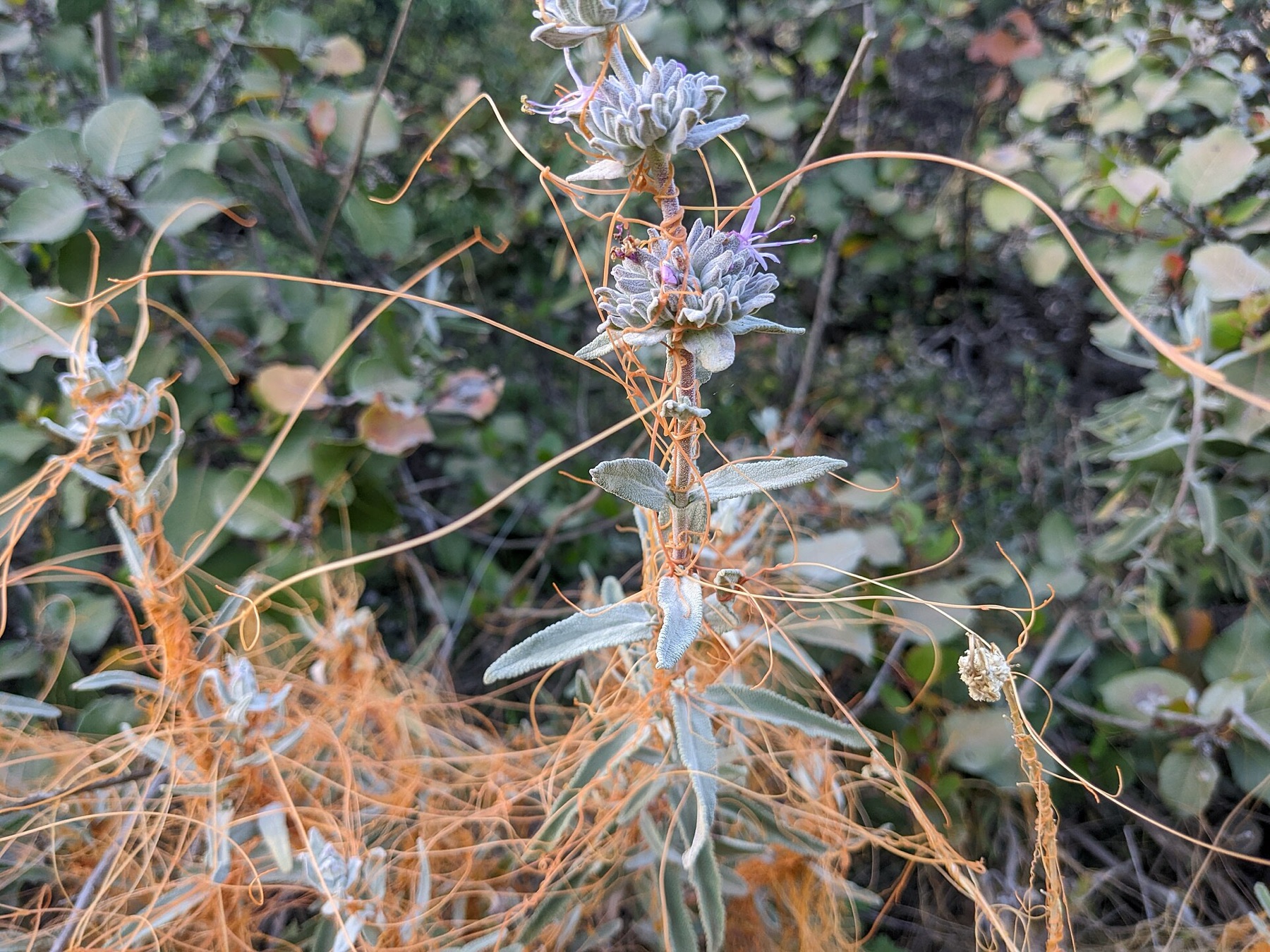 California Dodder — photo 13