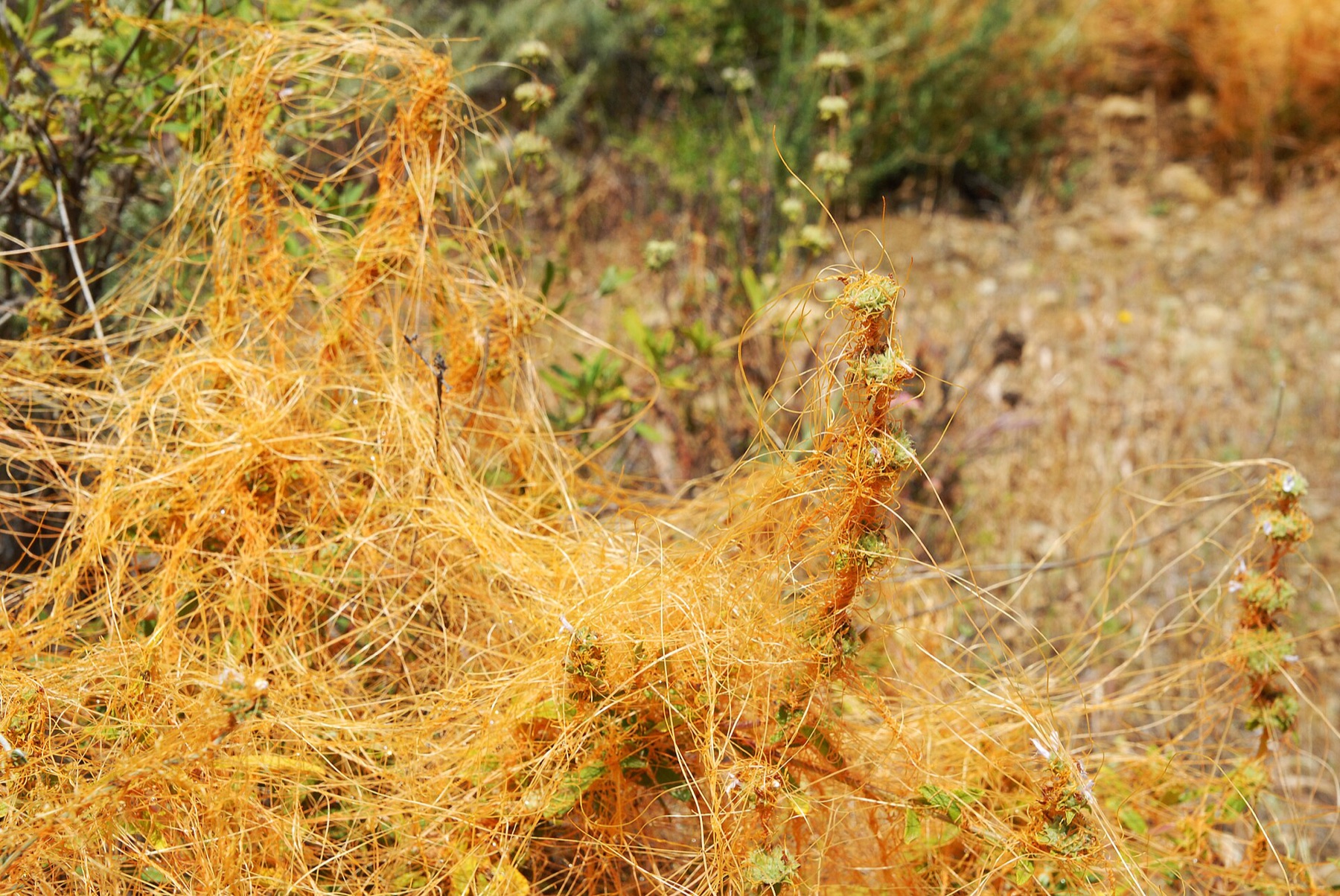 California Dodder — photo 14