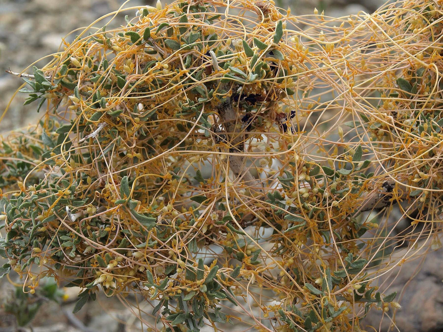 California Dodder — photo 15