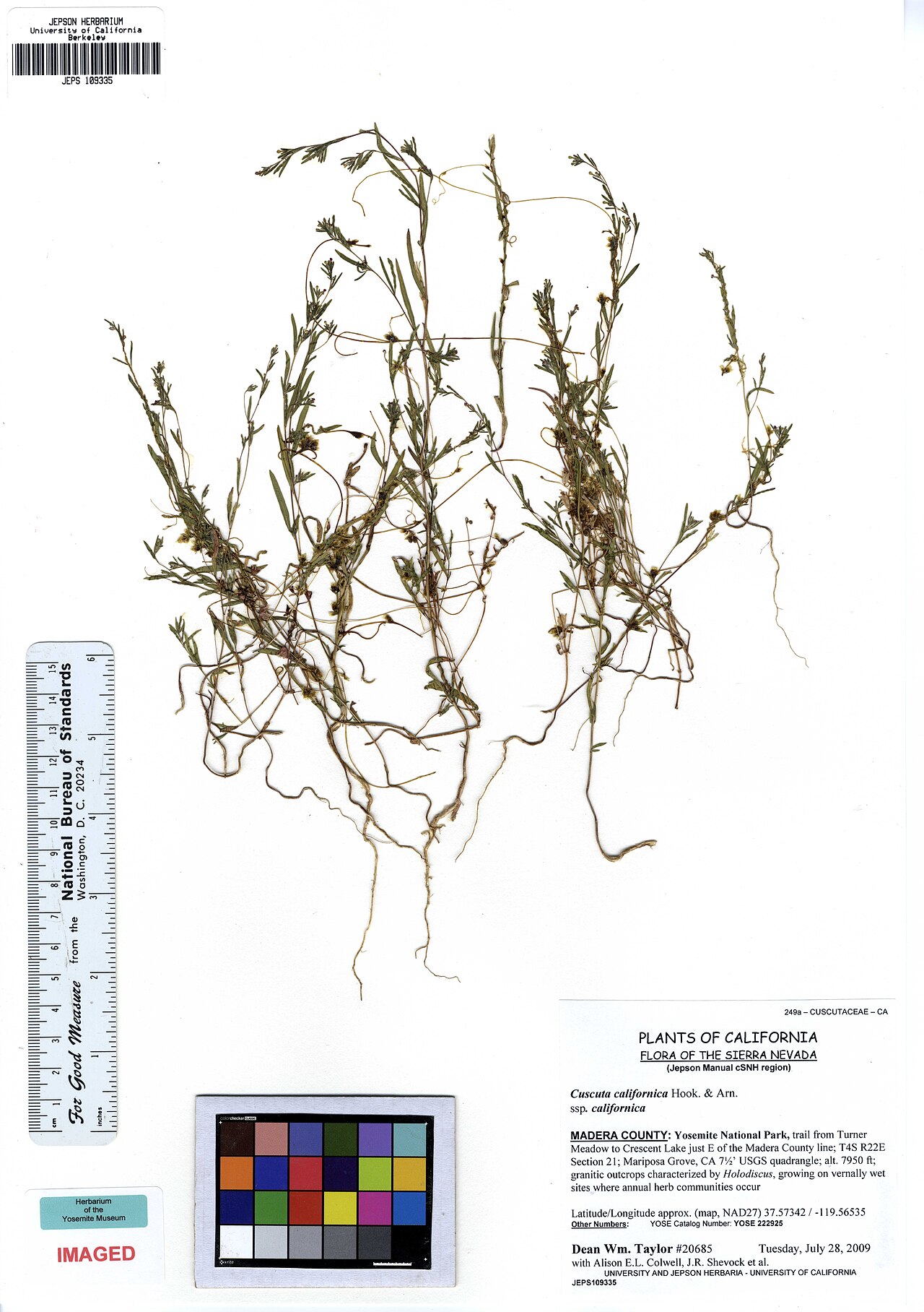 California Dodder — photo 23