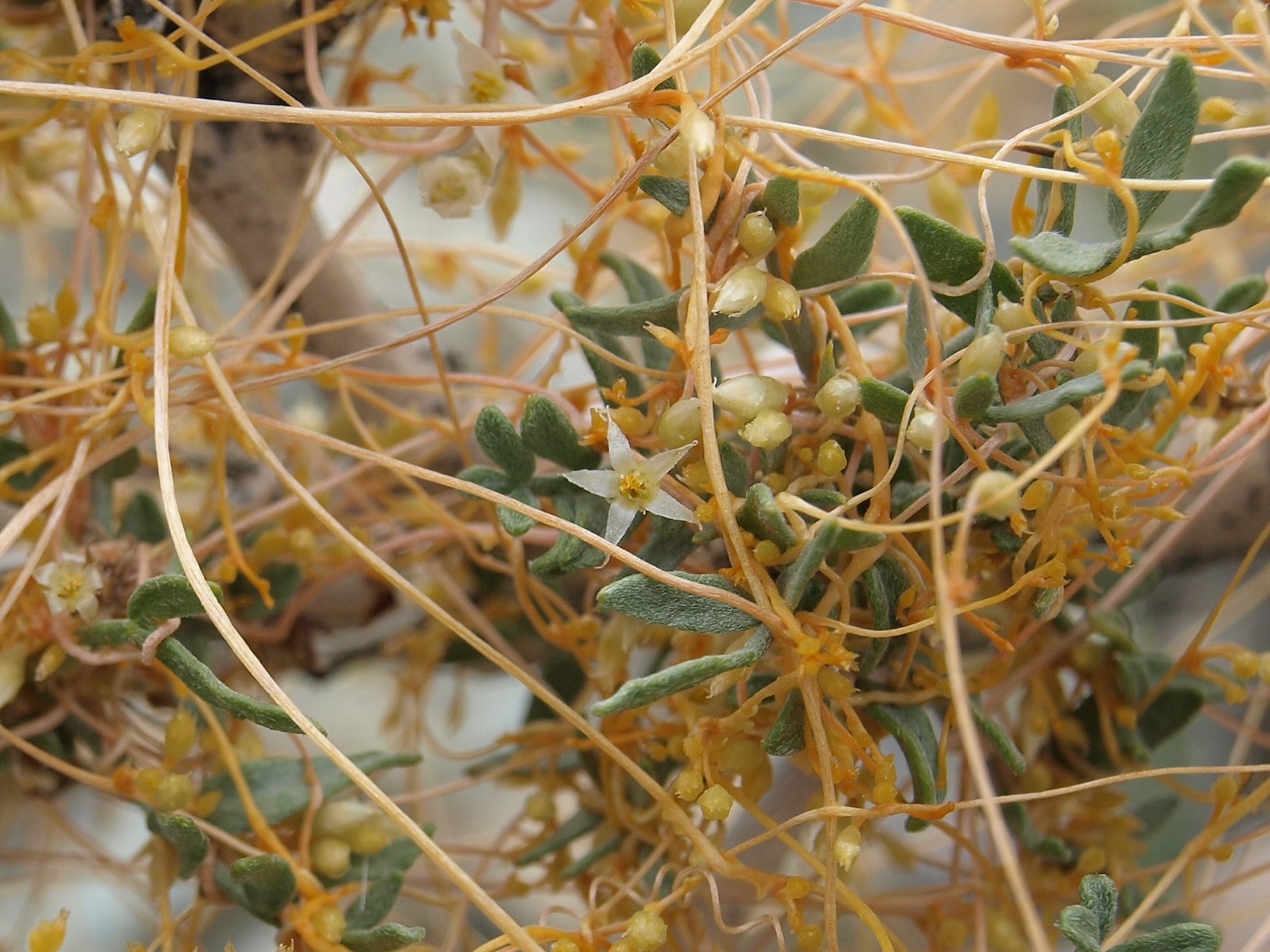 California Dodder — photo 16