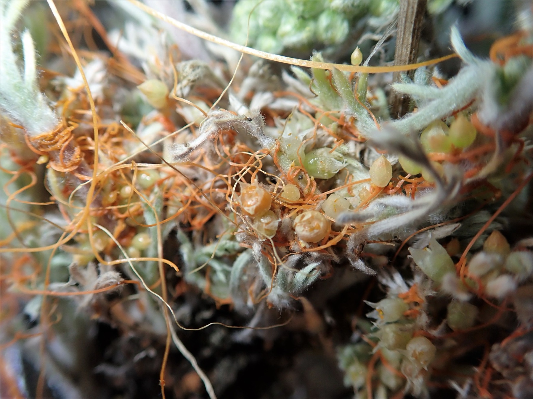 California Dodder — photo 17