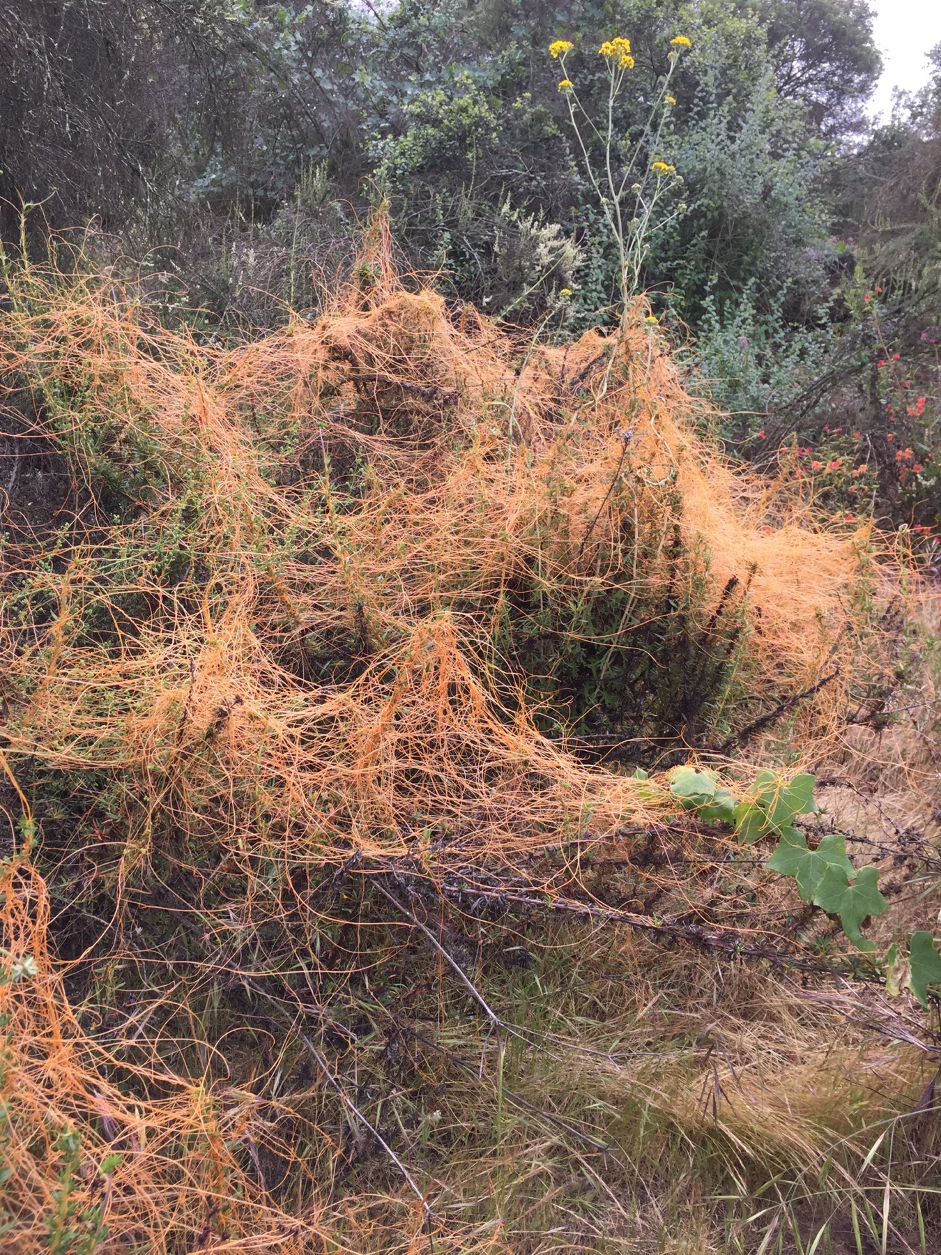 California Dodder — photo 18