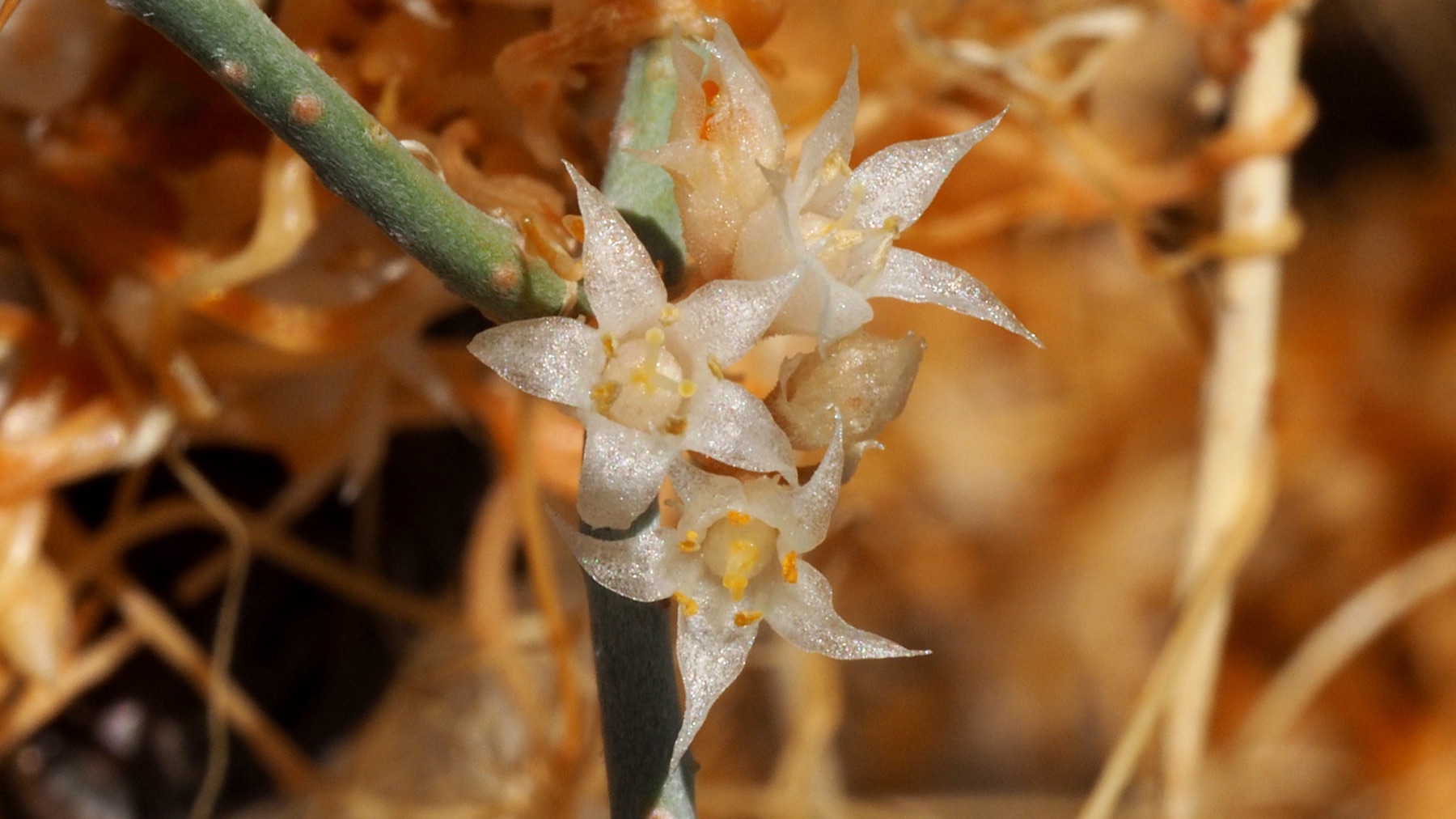 California Dodder — photo 19
