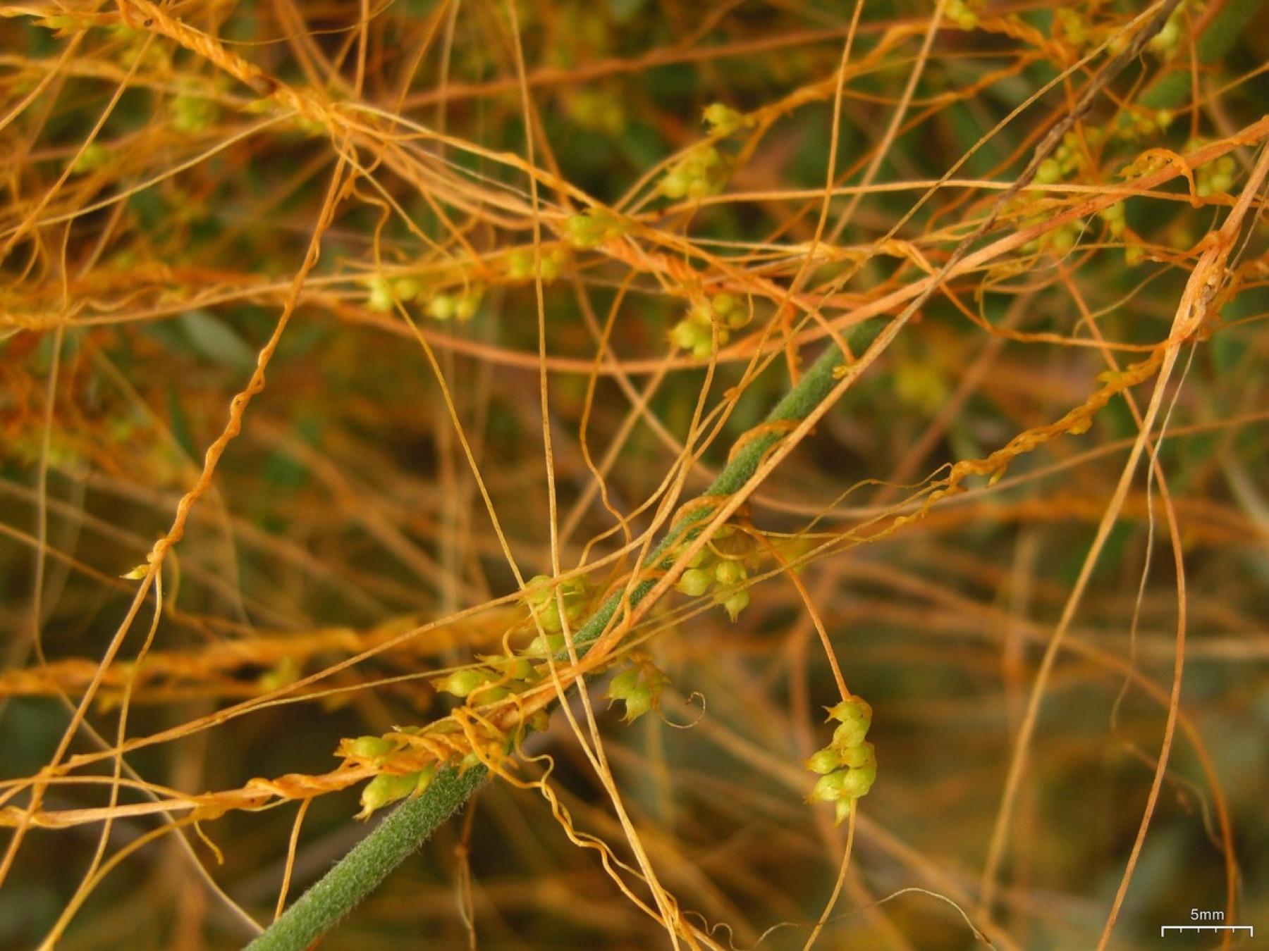California Dodder — photo 20