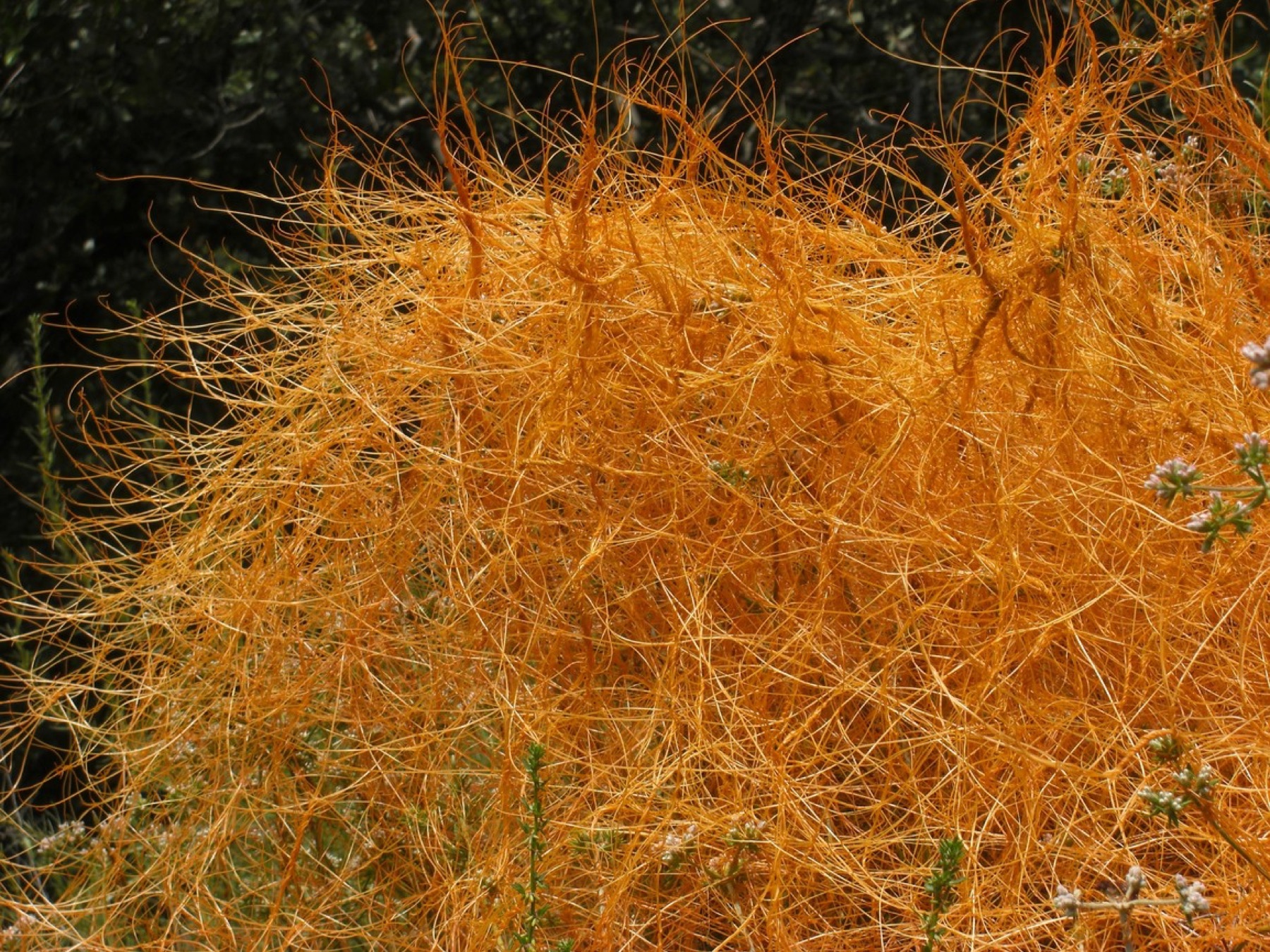 California Dodder — photo 21