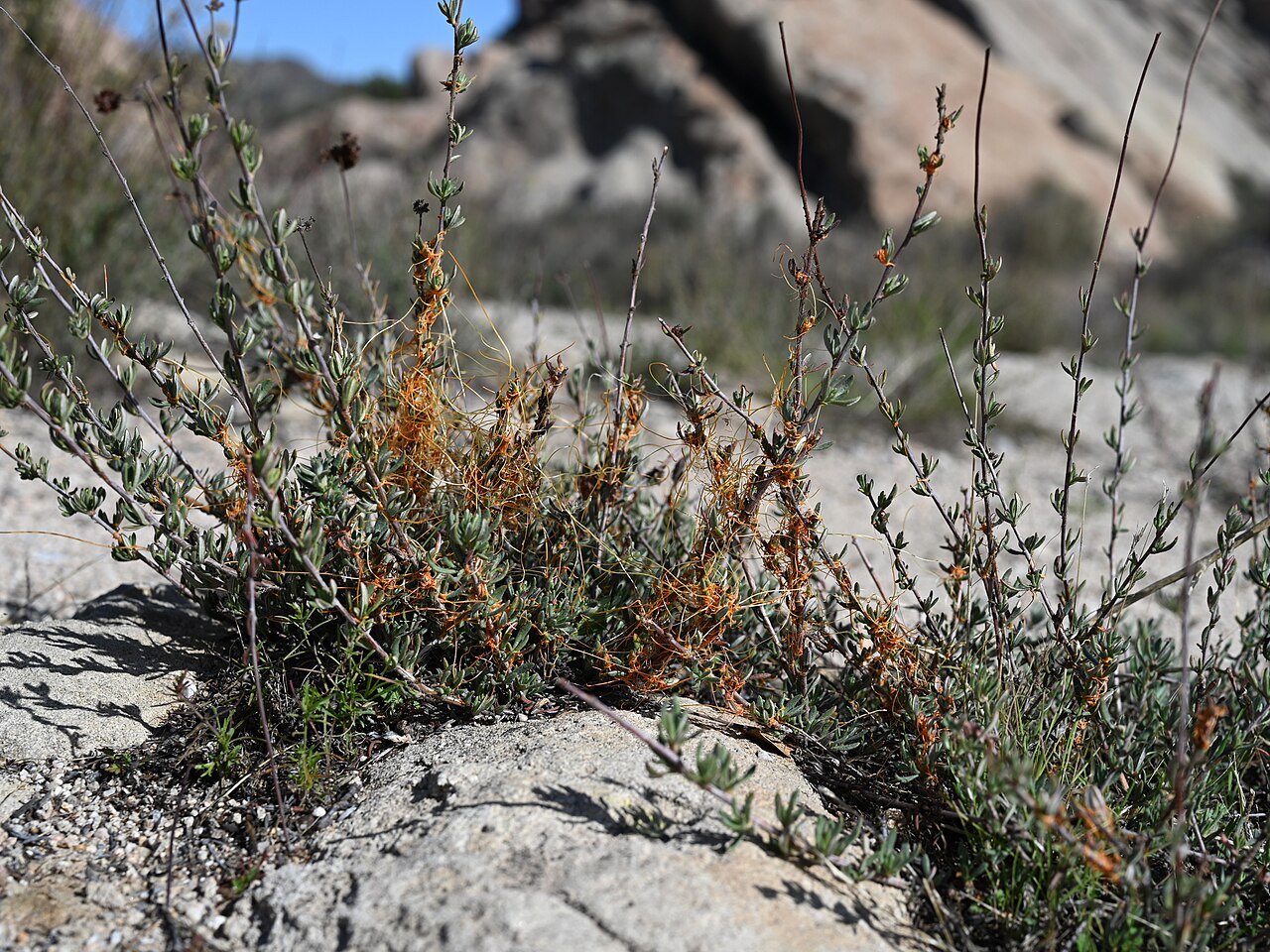 California Dodder — photo 24