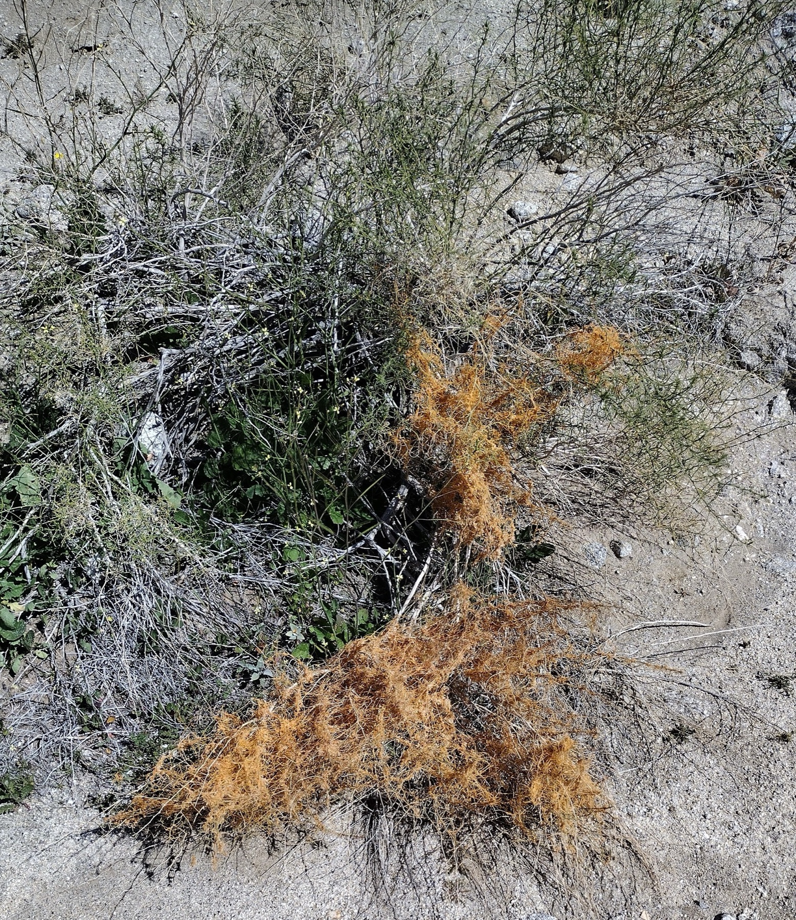California Dodder