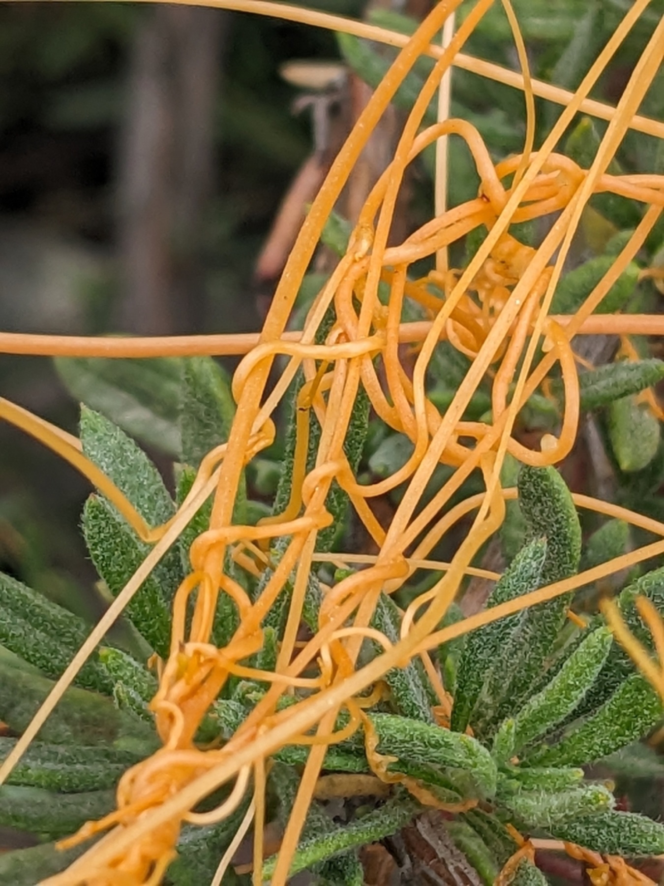 California Dodder — photo 2