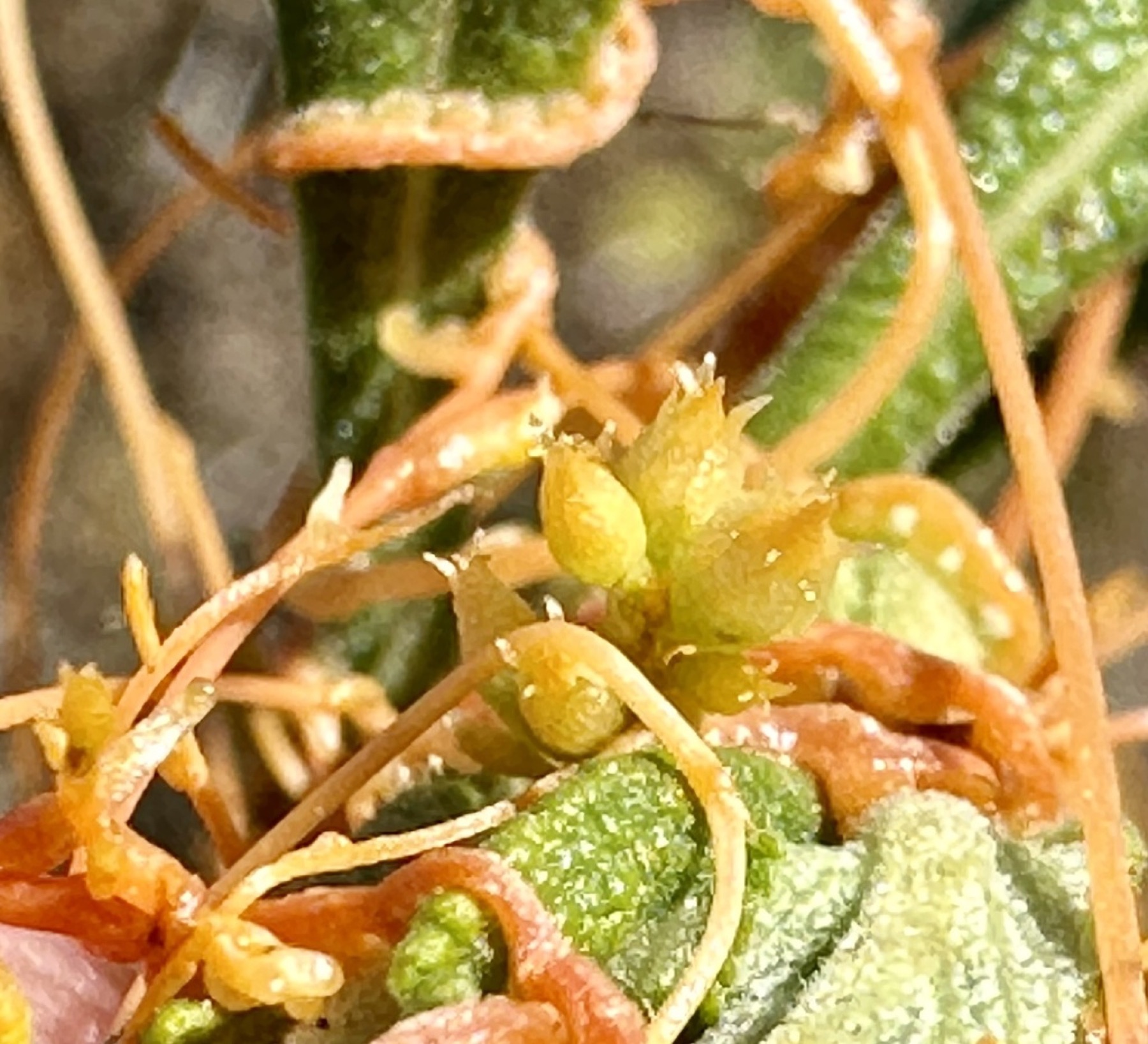 California Dodder — photo 3