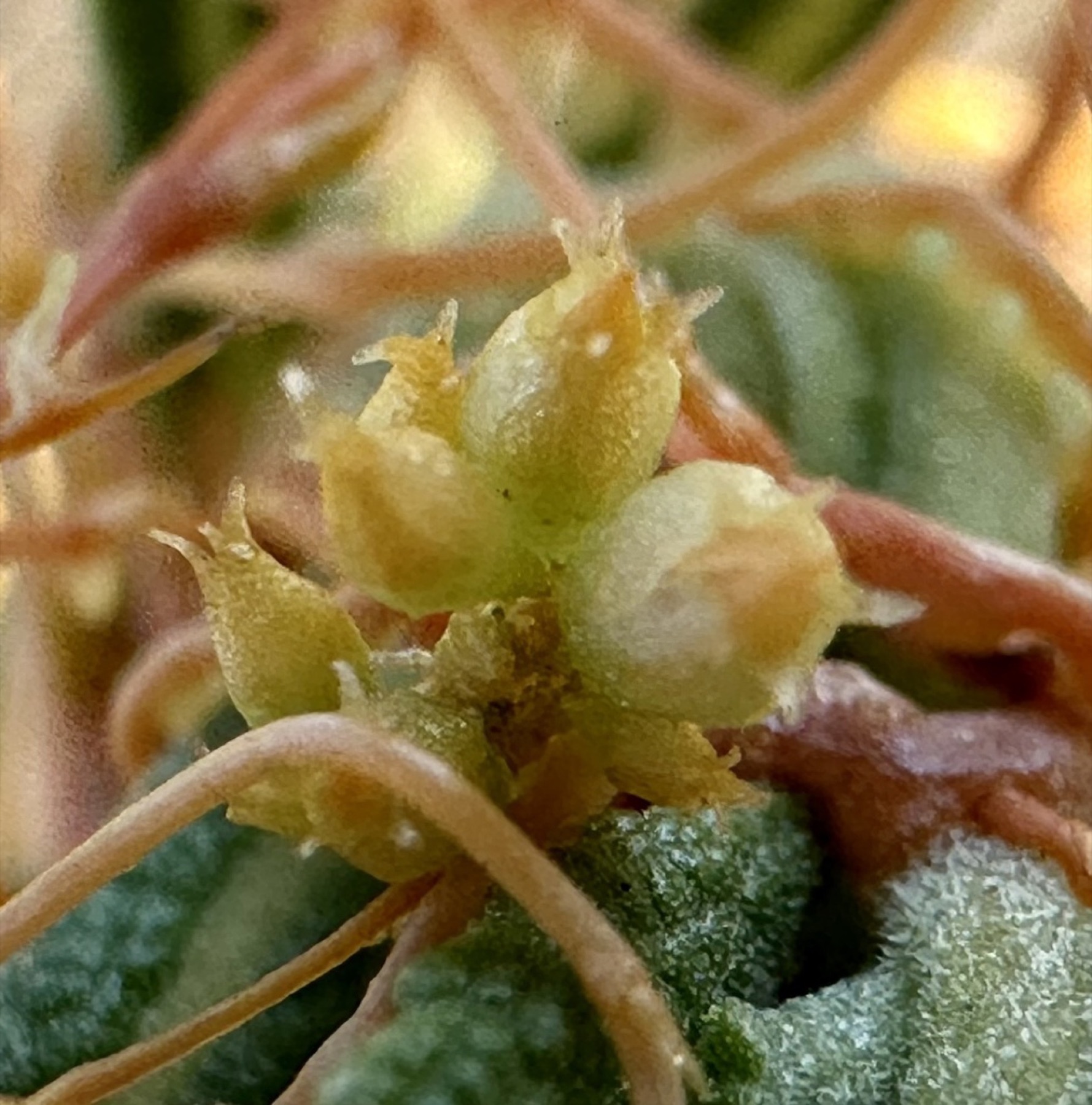 California Dodder — photo 4