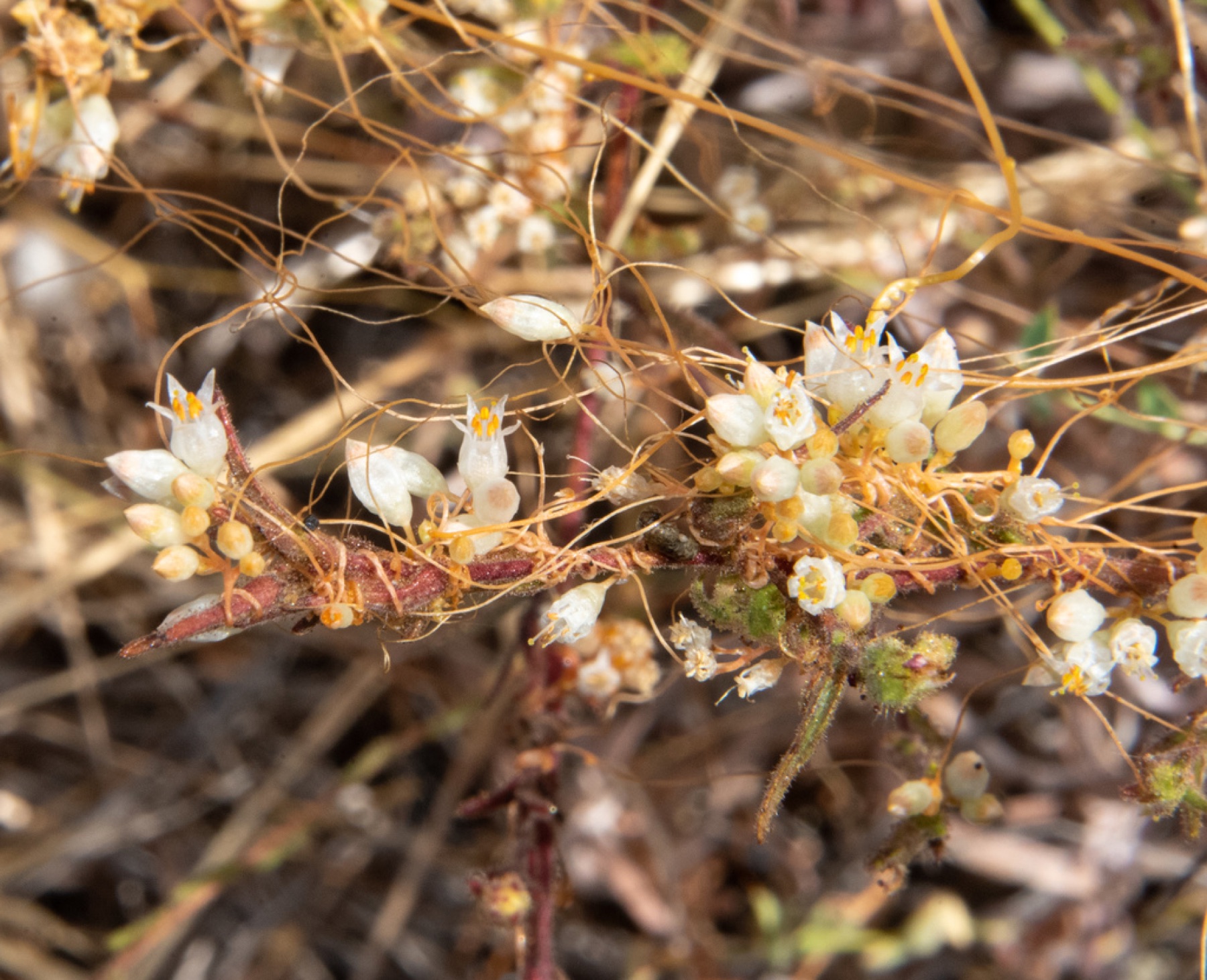 California Dodder — photo 5