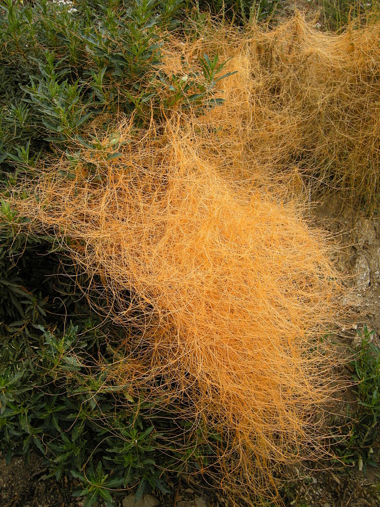 California Dodder — photo 22