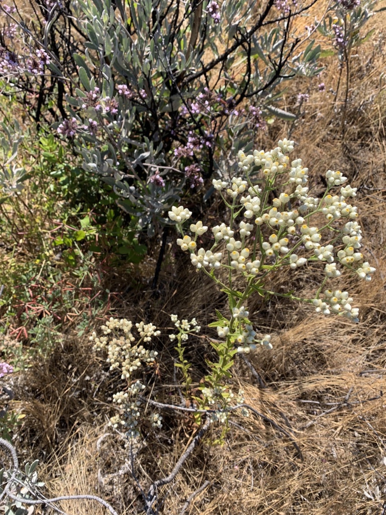 California Everlasting — photo 6